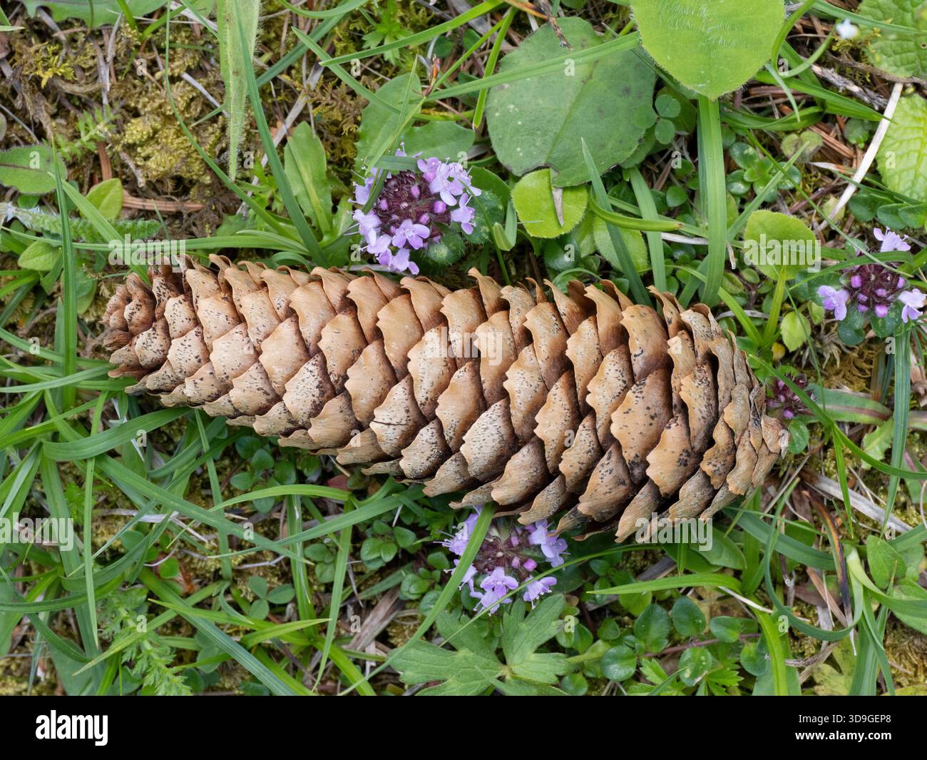 Fir or Pine Cone on alpine flower meadow, Marienberg, Biberwier, Austria Stock Photo