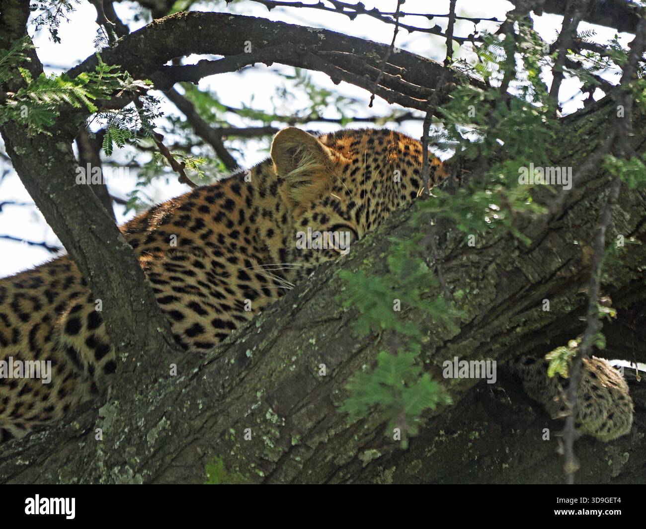 watchful Leopard (Panthera pardus) in tree peeping over branch in the Masai Mara Conservancies, Greater Mara, Kenya Africa Stock Photo