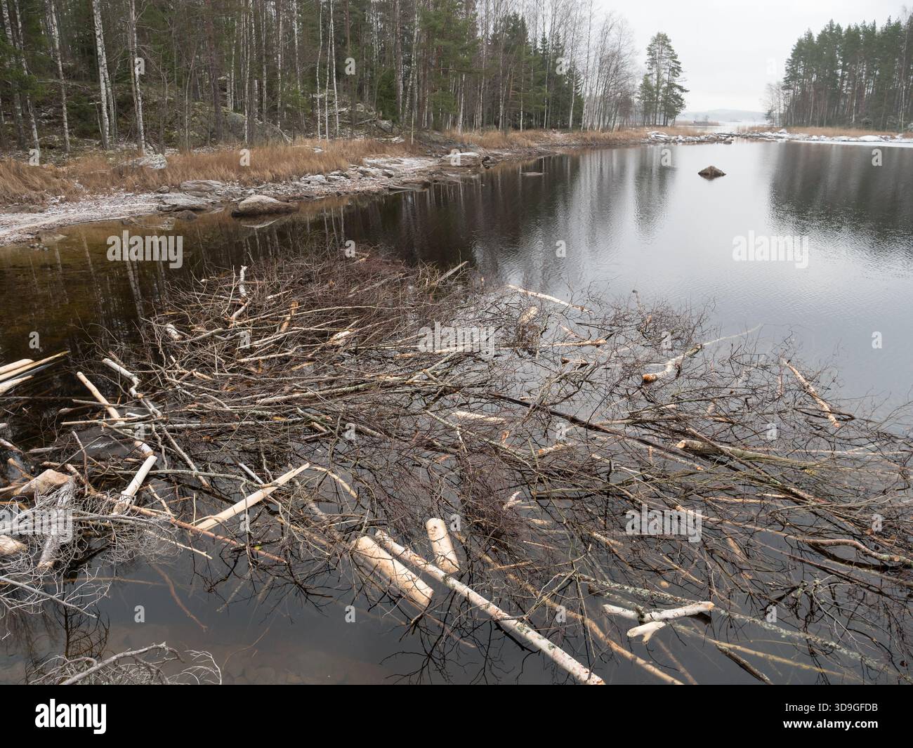 Beaver's food raft Stock Photo - Alamy