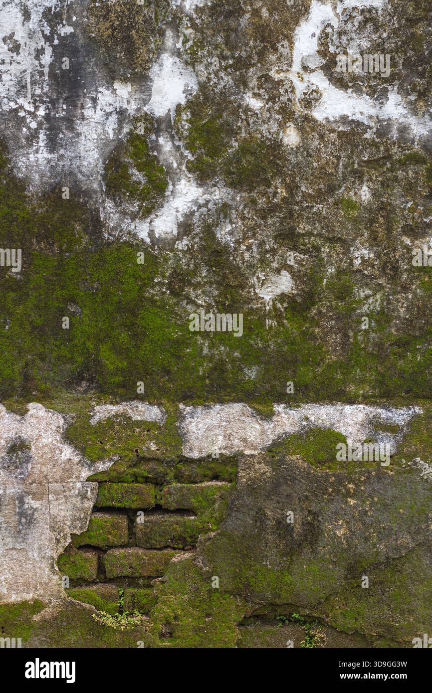 A textural study of decay featuring bright green moss and brown patches on peeling white plaster, with a small portion of hidden red brick visible ben Stock Photo
