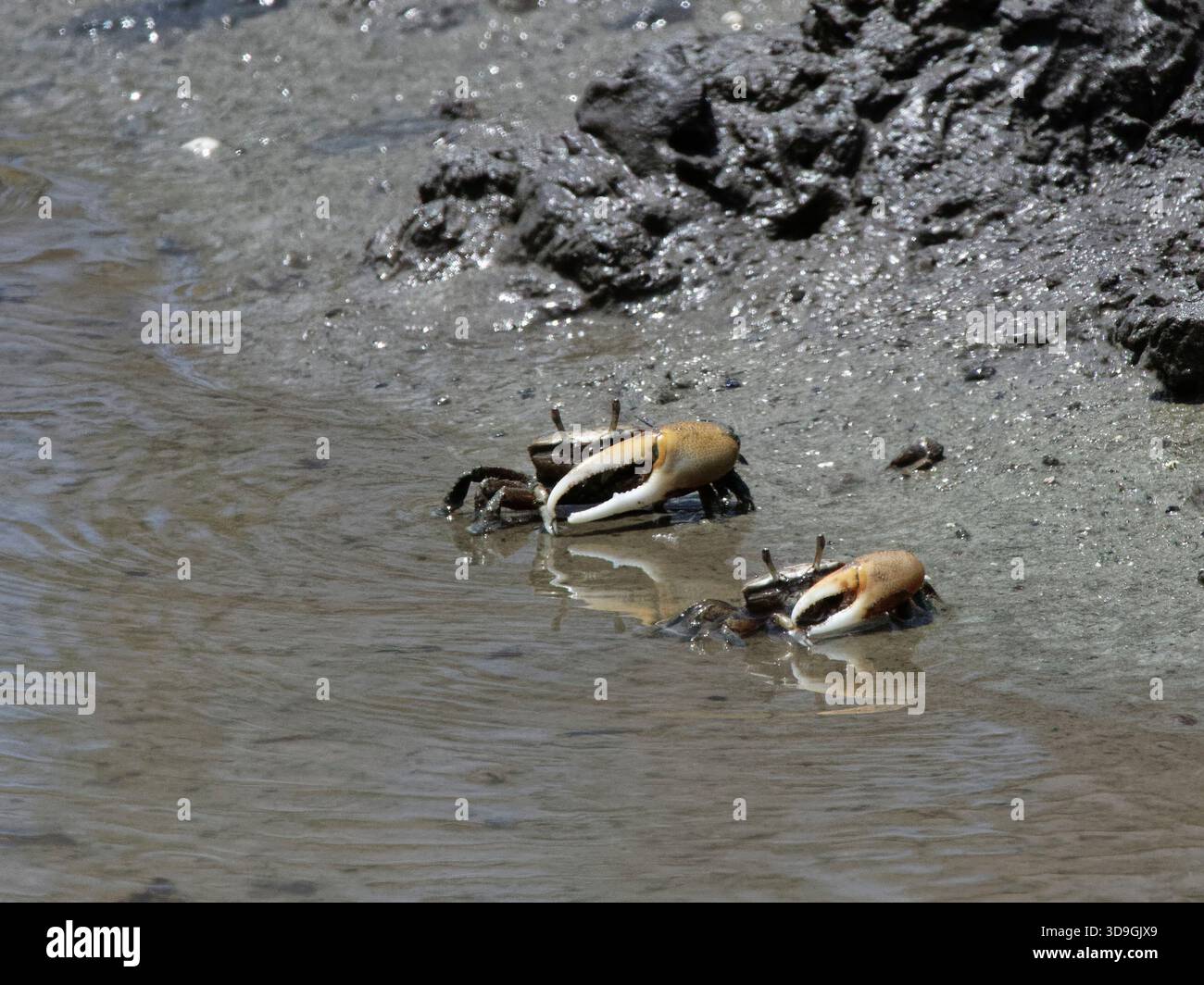 Mudflat fiddler crabs (Minuca cf. rapax) males with asymmetric claws foraging on a muddy shoreline, Bon Accord lagoon, Tobago, West Indies, March. Stock Photo