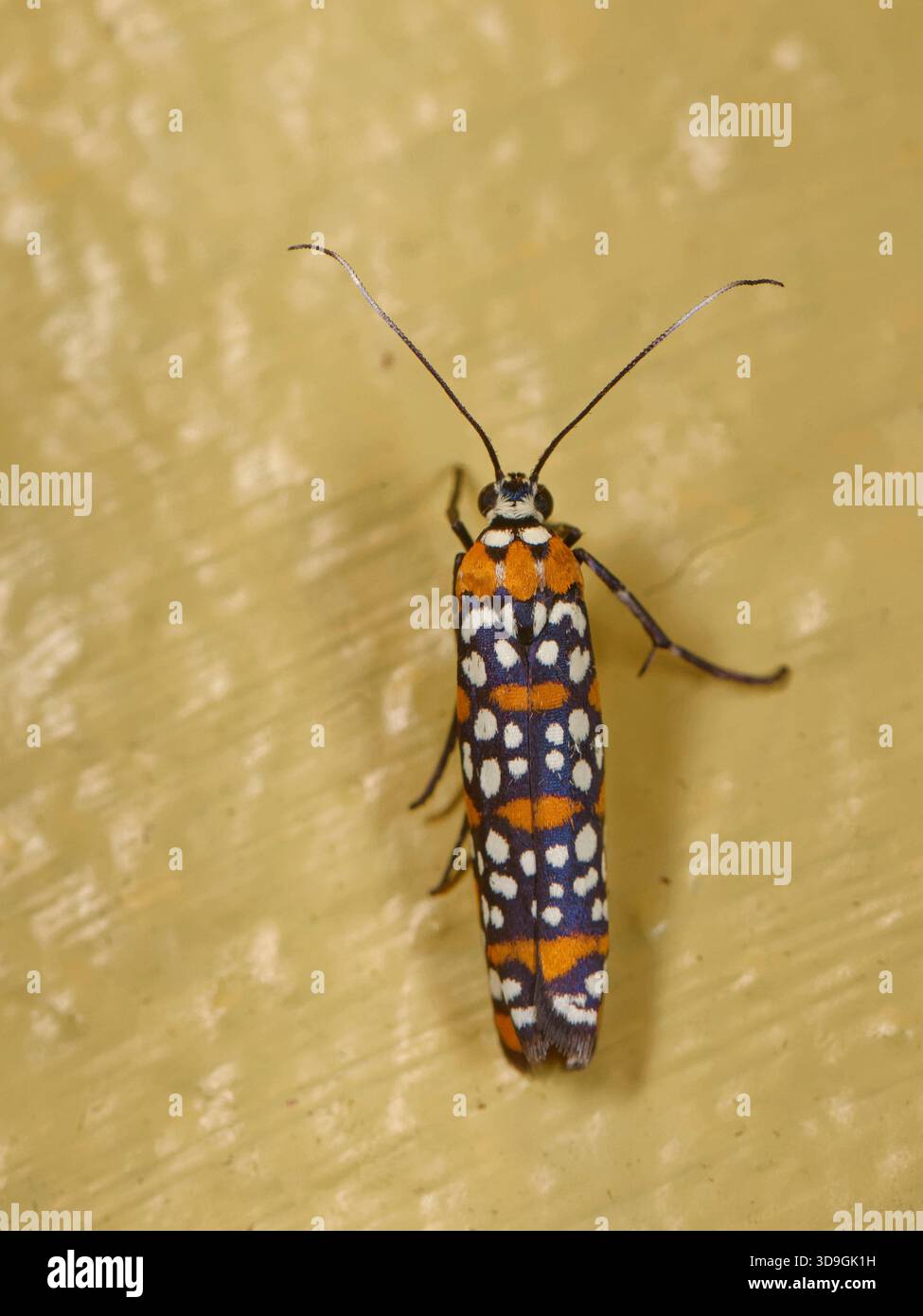 cigarette moth Tropical moths hi-res stock photography and images