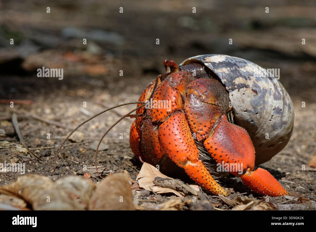 Caribbean hermit crab soldier hi-res stock photography and images - Alamy