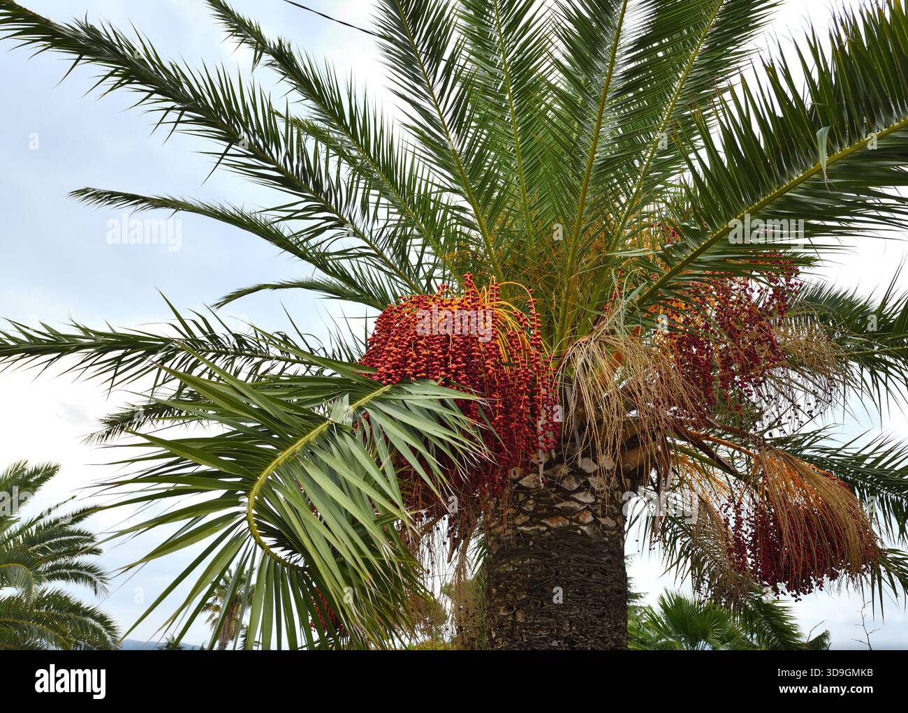 果物 PALM TREE Palm fruit tree hi-res stock photography and images - Alamy
