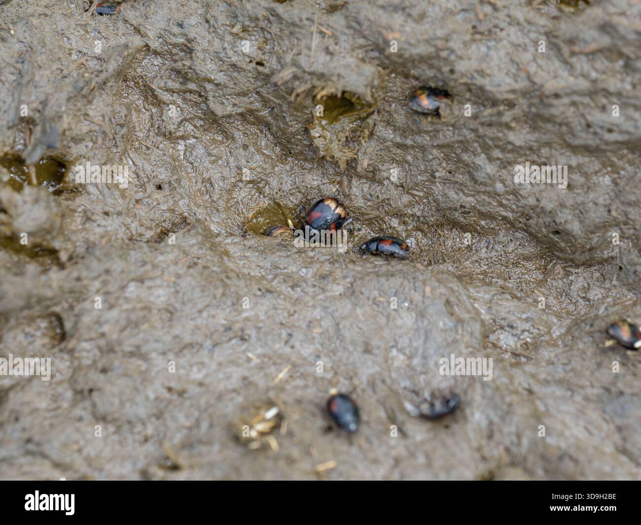 Sphaeridium Sphaeridium scarabaeoides hi-res stock photography and images - Alamy
