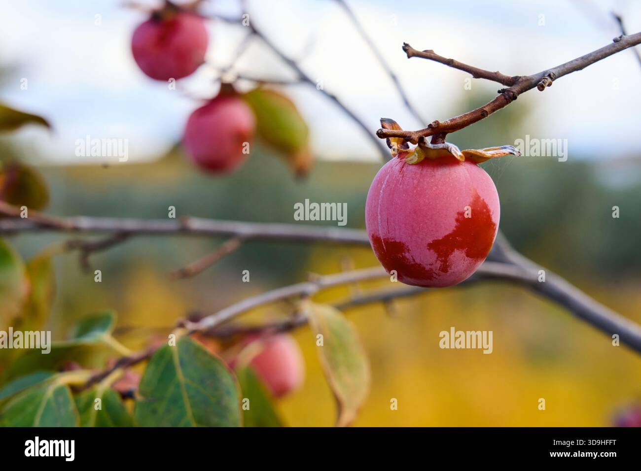 Diospyros kaki, Oriental persimmon, Baza, Granada, Andalucía, Spain Stock Photo
