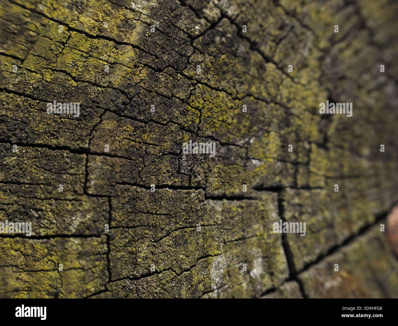 Tree Stock Photo