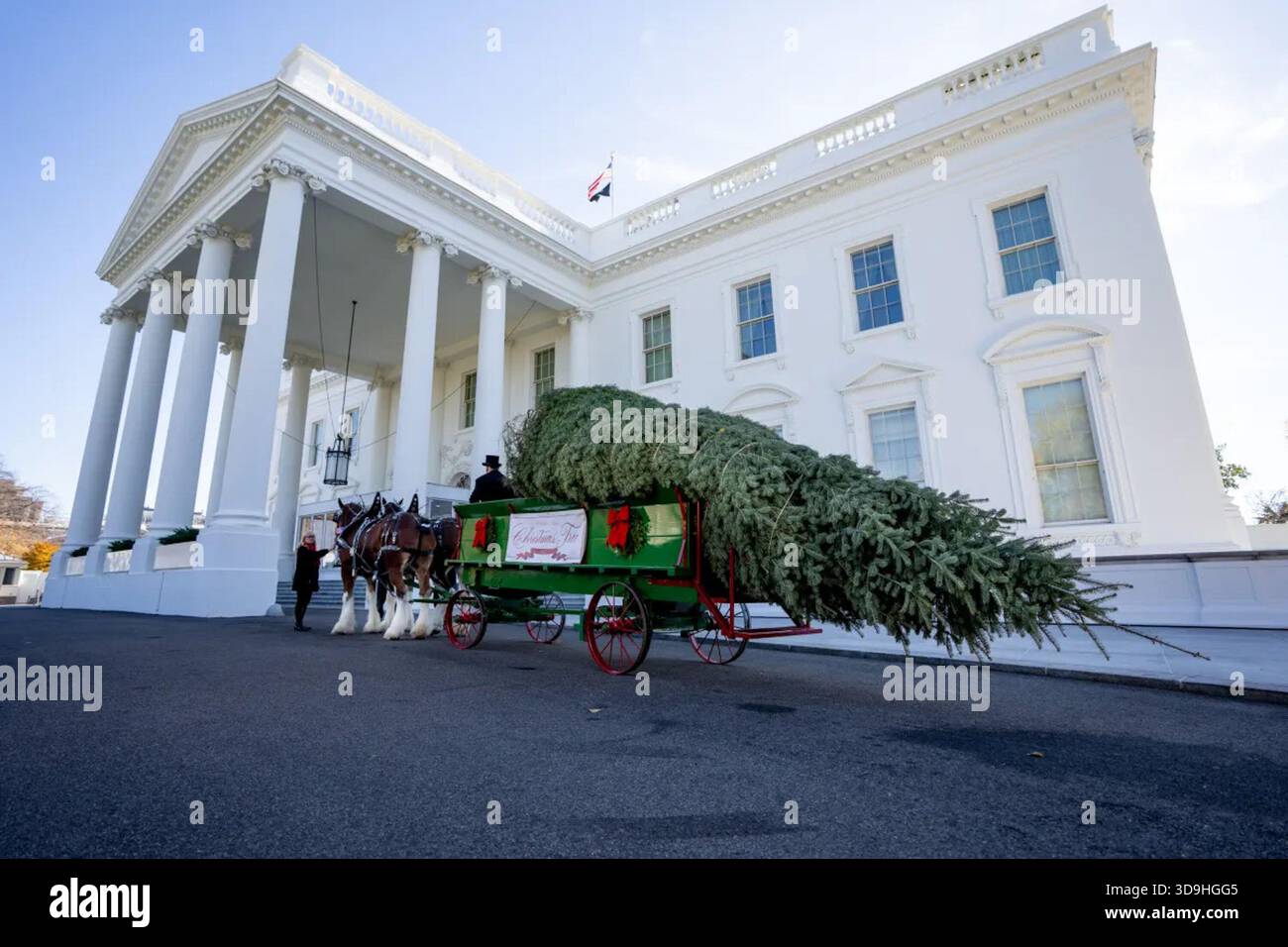 horse-drawn wagon delivers the official 2025 White House Christmas tree ...