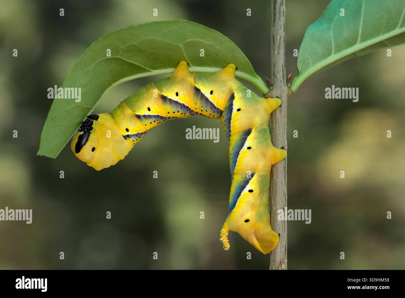 Motte nachtfalter hi-res stock photography and images - Alamy