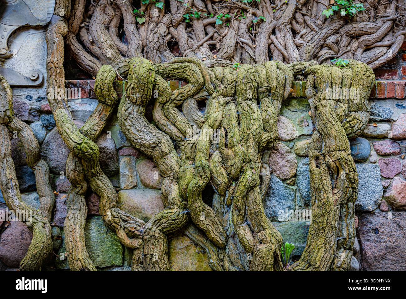 Ancient ivy-covered stone wall with twisted vines at Malbork Castle, Poland Stock Photo