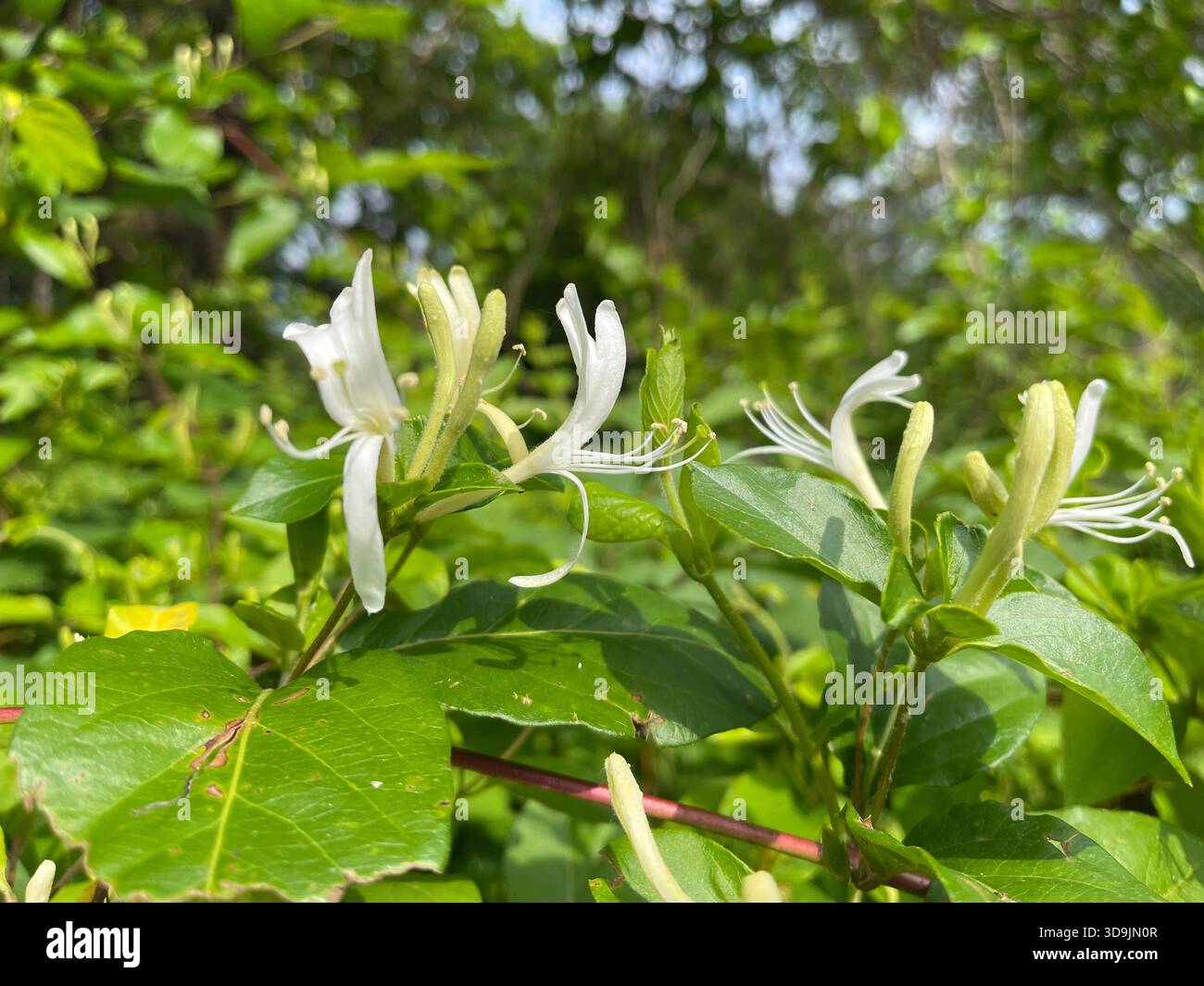 Bright and cheerful small flowers blooming across Central Park, NYC - Smartphone Captured Stock Image
