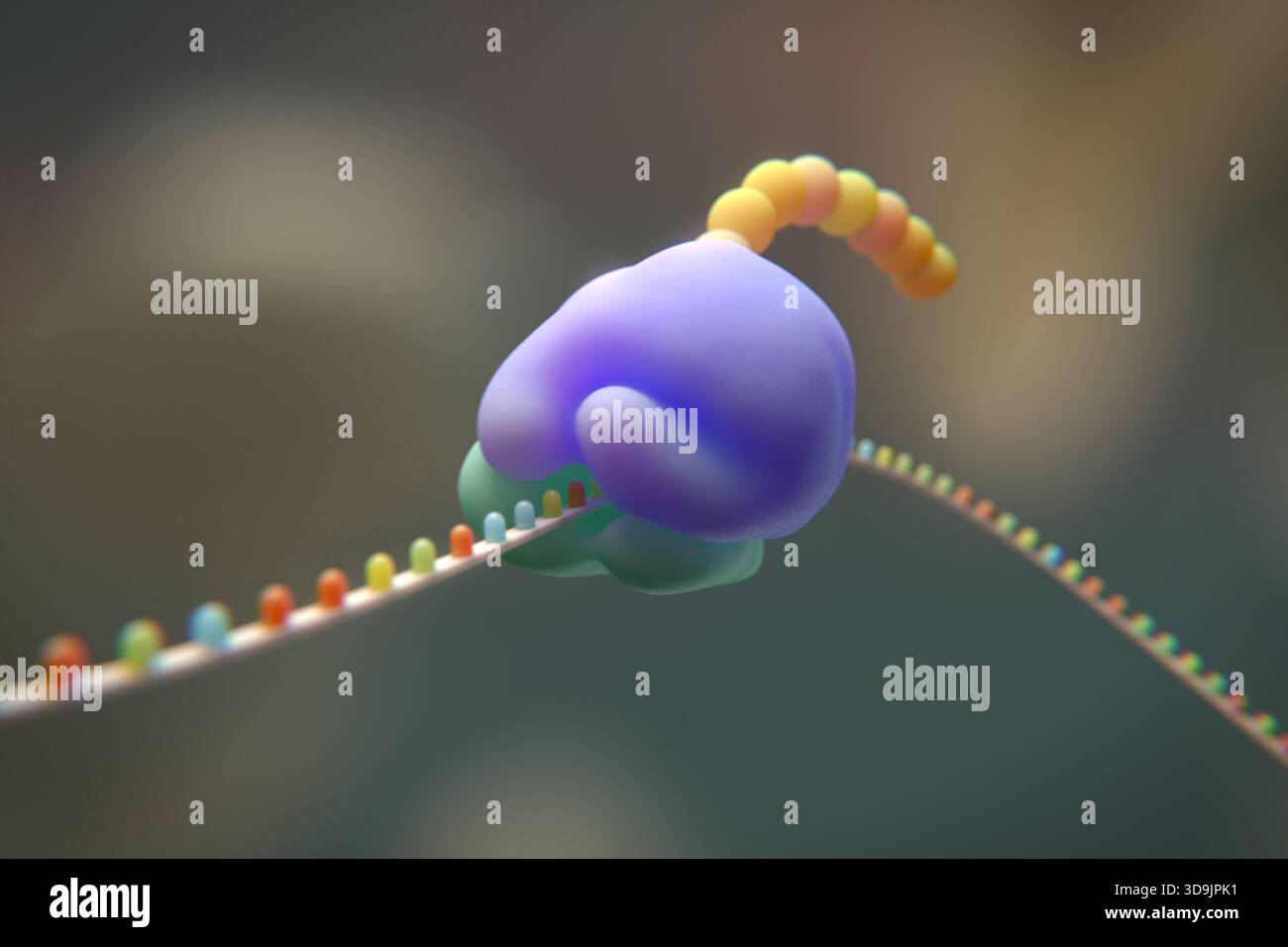 Messenger Rna Ribosome Biosynthesis of amino acids hi-res stock photography and images - Alamy