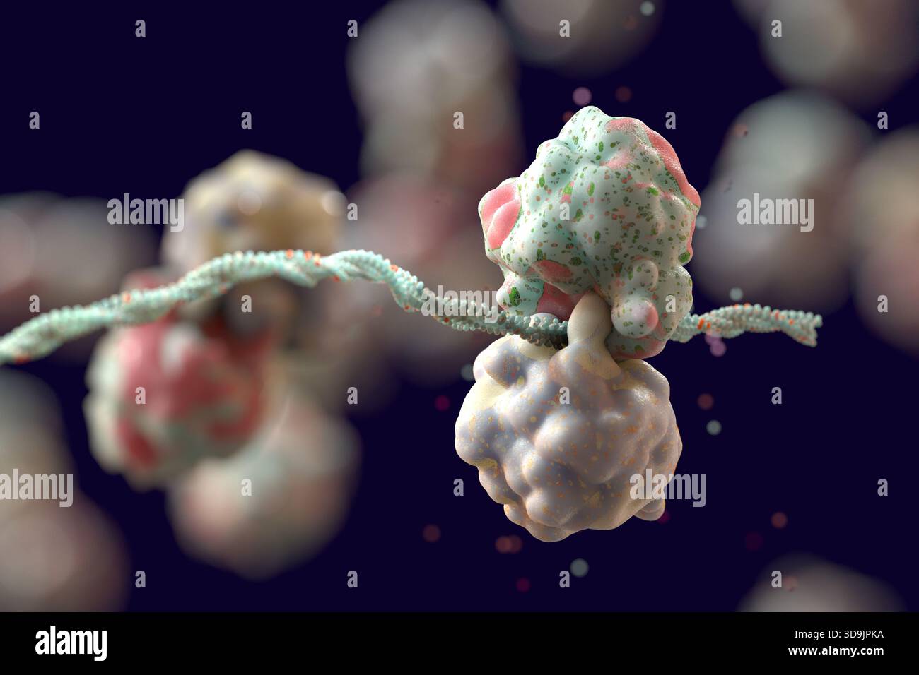 Illustration of a ribosome translating messenger ribonucleic acid (mRNA ...