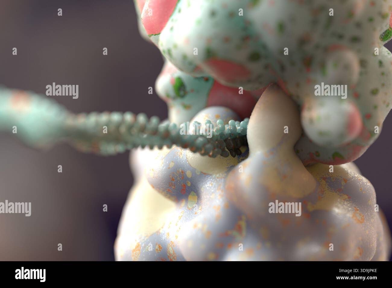 Illustration of a ribosome translating messenger ribonucleic acid (mRNA ...