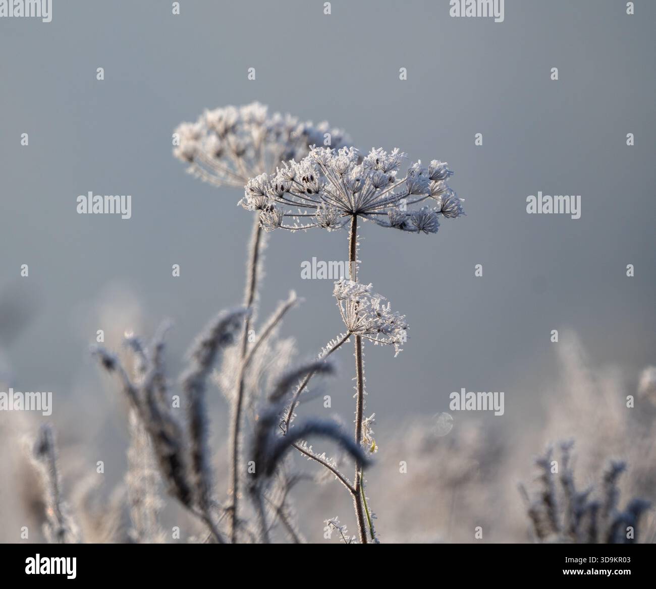 Trockene Pflanzen mit Raureif Stock Photo