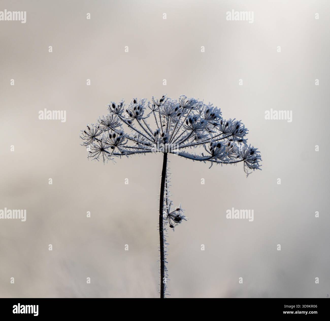 Trockene Pflanzen mit Raureif Stock Photo