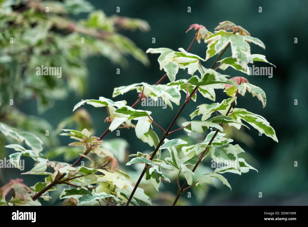 Field Maple Acer campestre "Carnival" Stock Photo