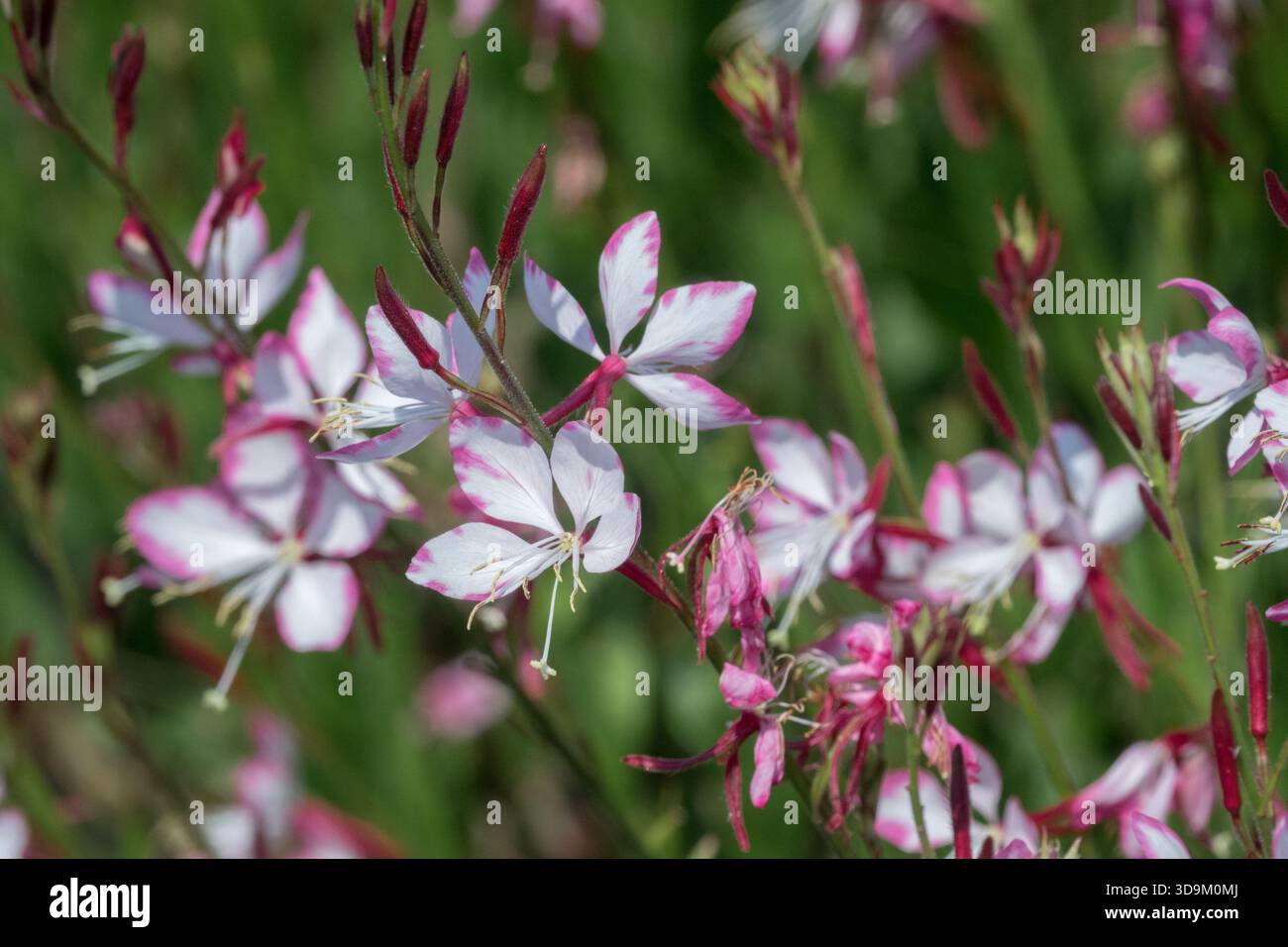 Gaura gambit rose hi-res stock photography and images - Alamy
