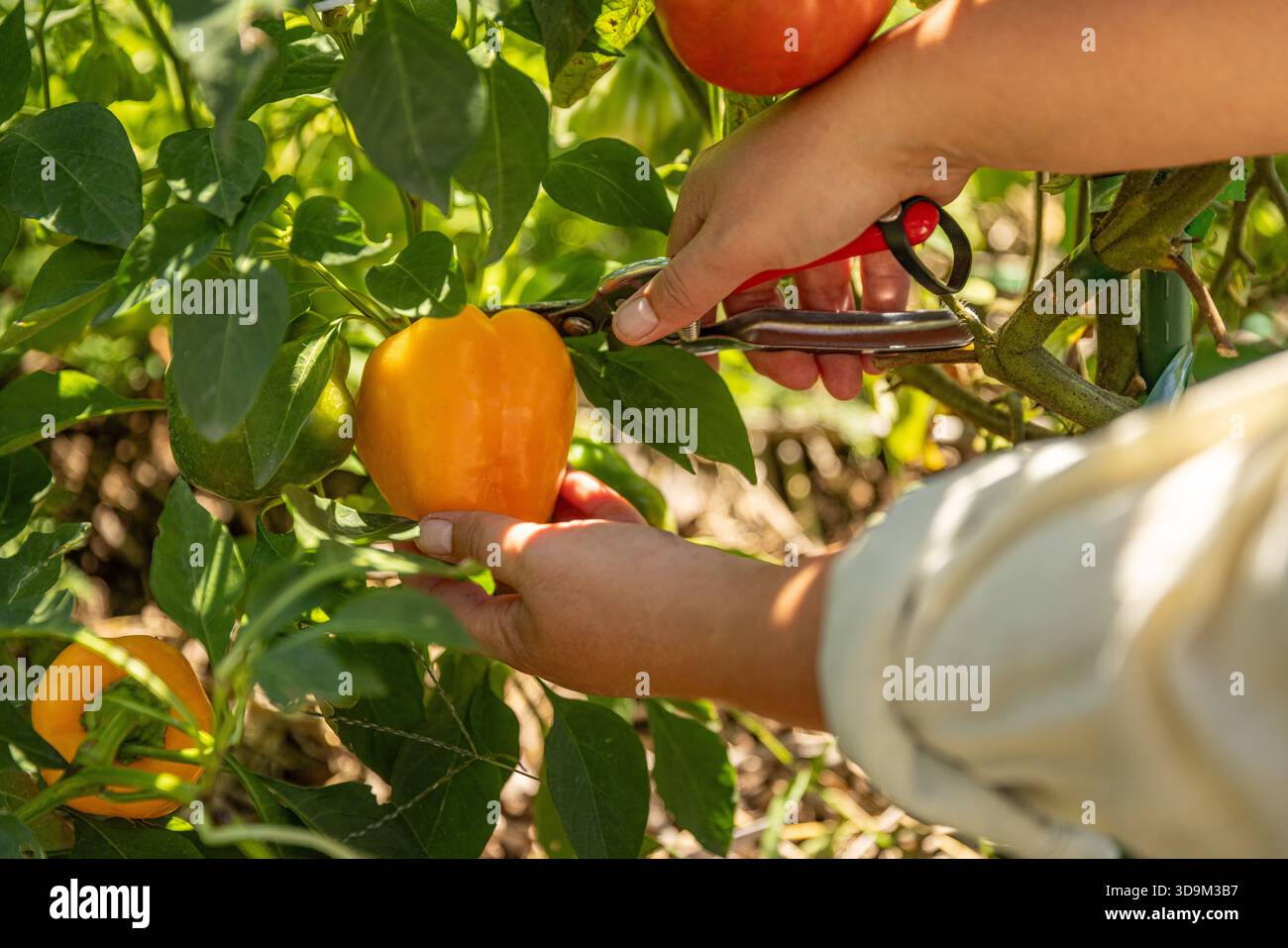 Hand harvesting fresh organic hi-res stock photography and images - Alamy