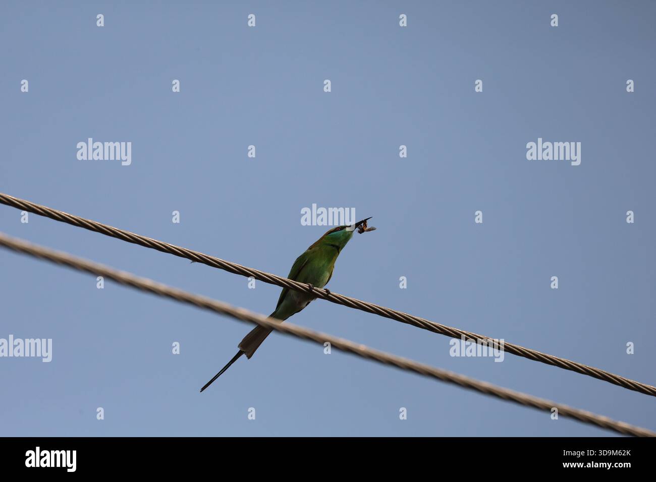 Green Bee Eater with a Bee in its Beak Stock Photo