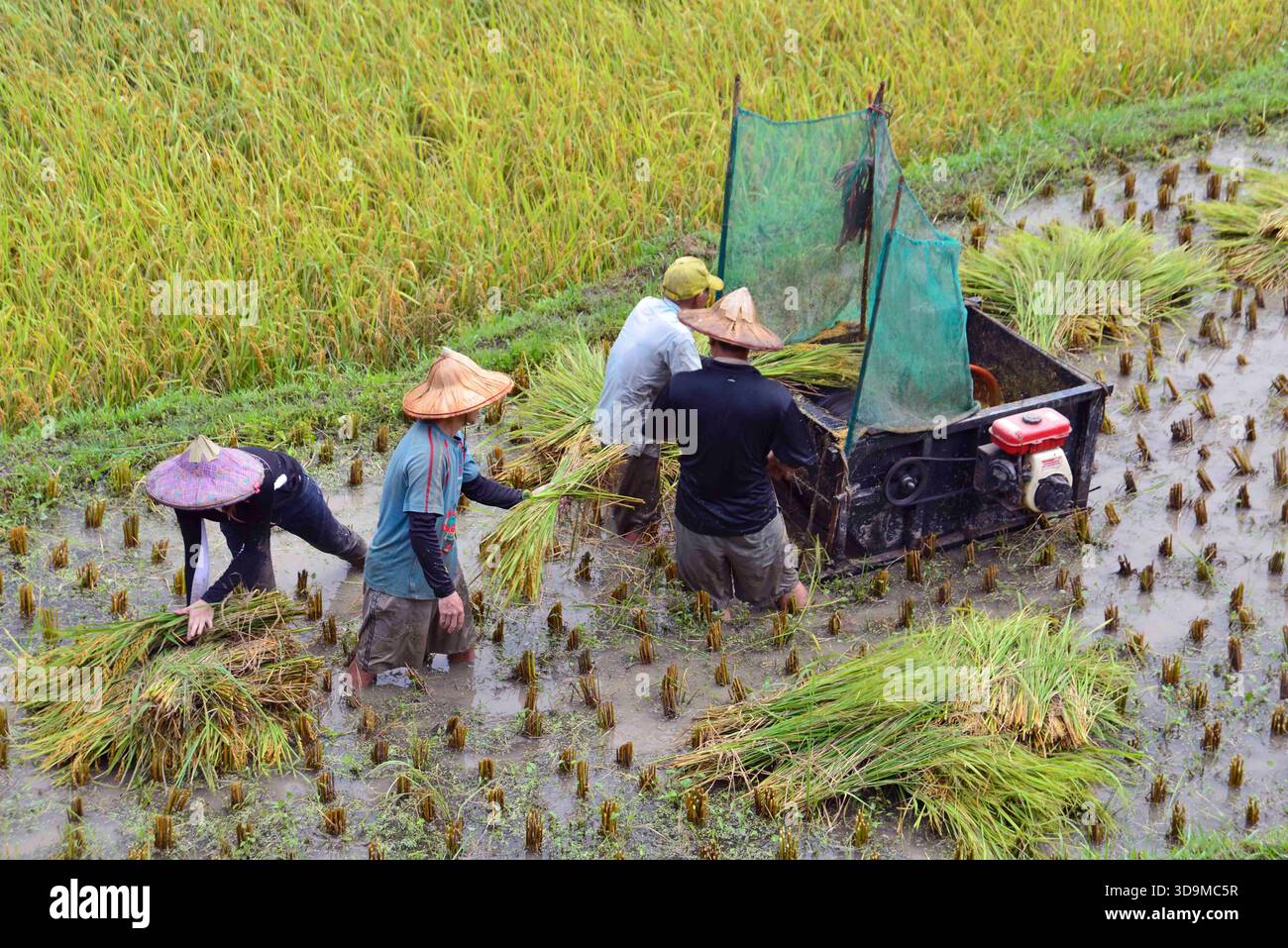 Machine For Rice Fieldd Farmers harvesting rice in paddy fields using modern combine harvester ...