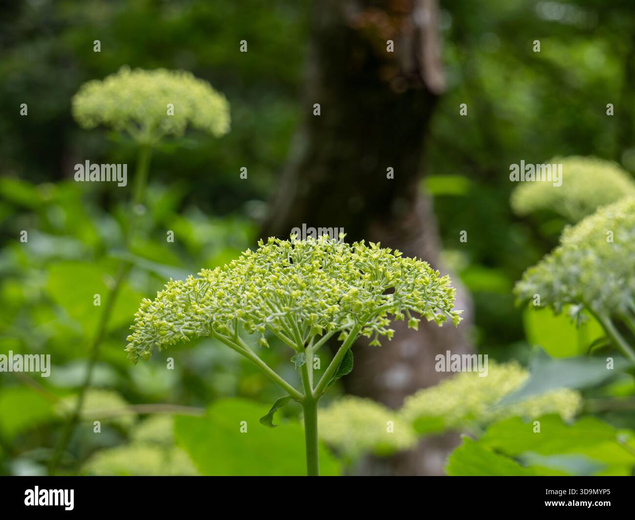 Green Smooth Hydrangea Buds Blooming in a Lush Summer Forest Stock Photo