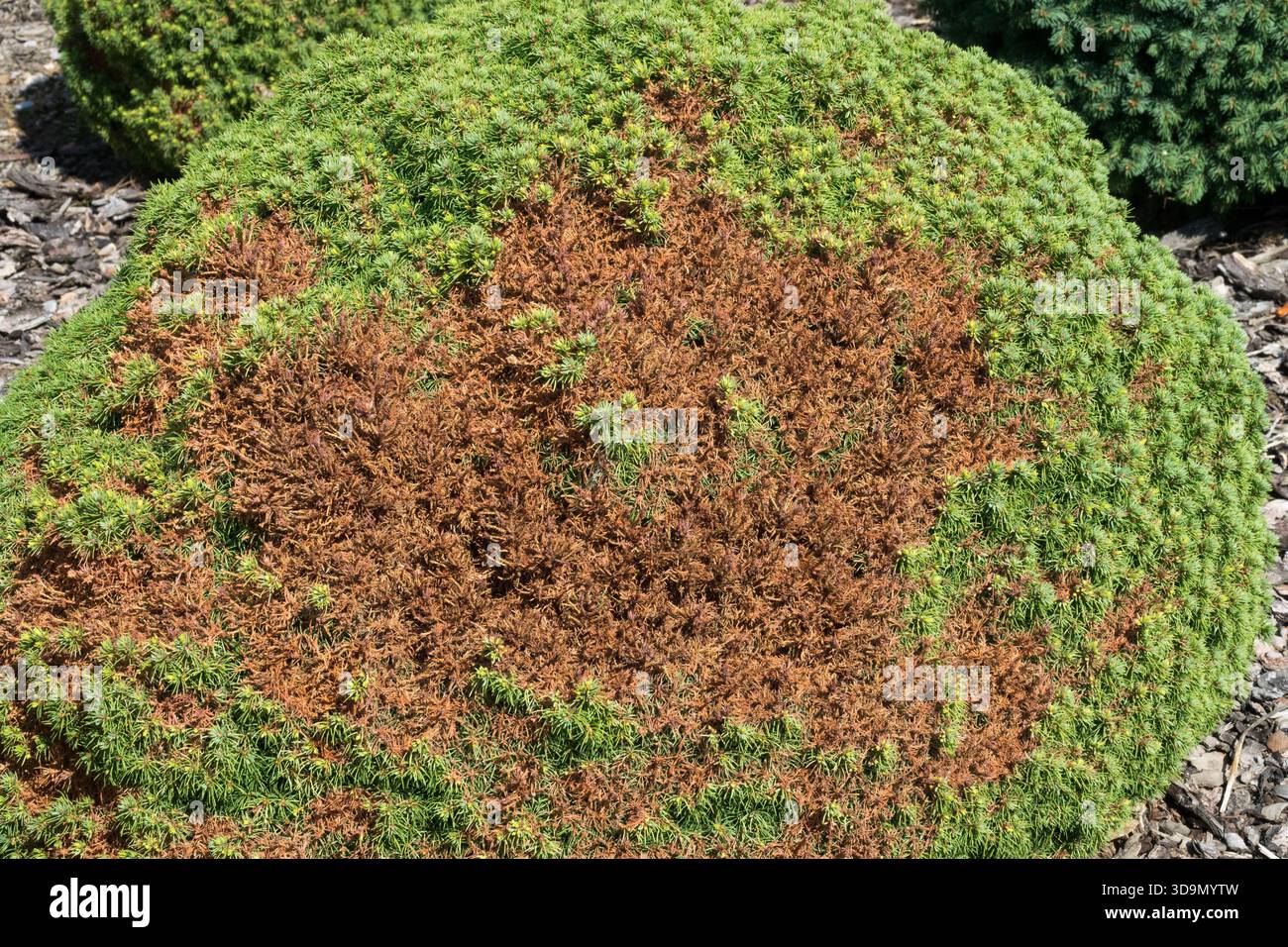Dry needles of dwarf conifer Stock Photo