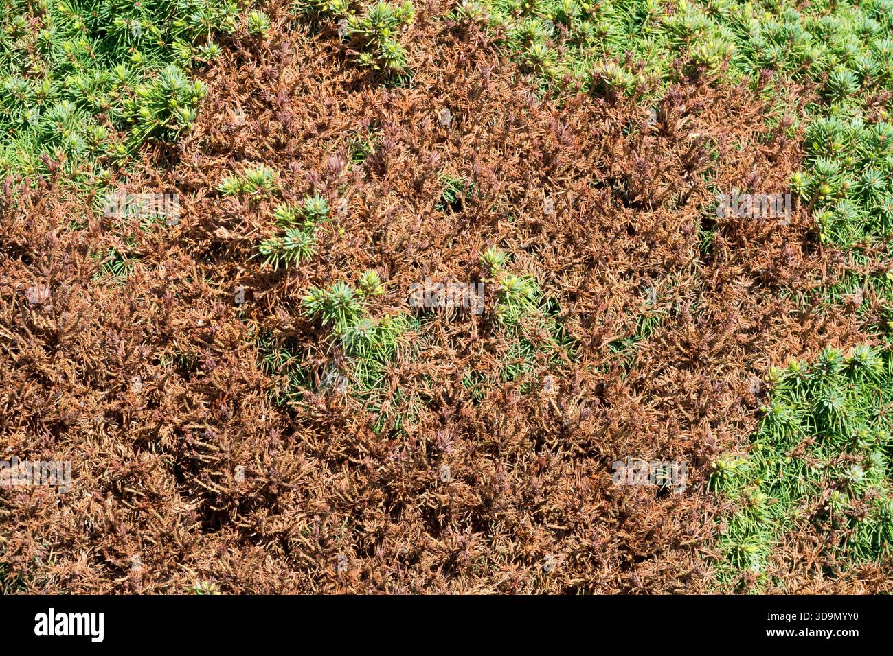Dead needles of dwarf conifer Stock Photo