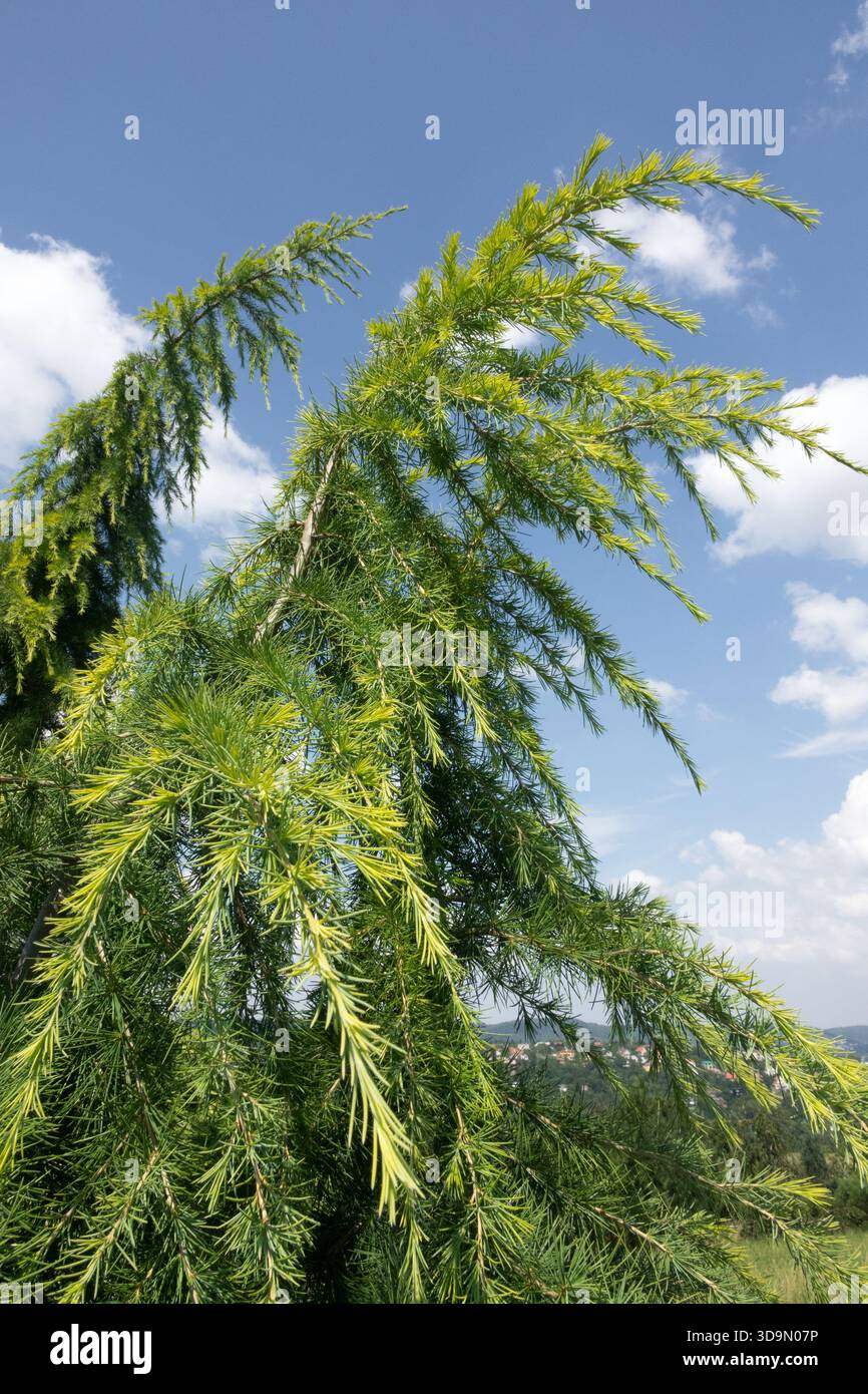 Deodar cedar himalayan cedar devadaru hi-res stock photography and ...