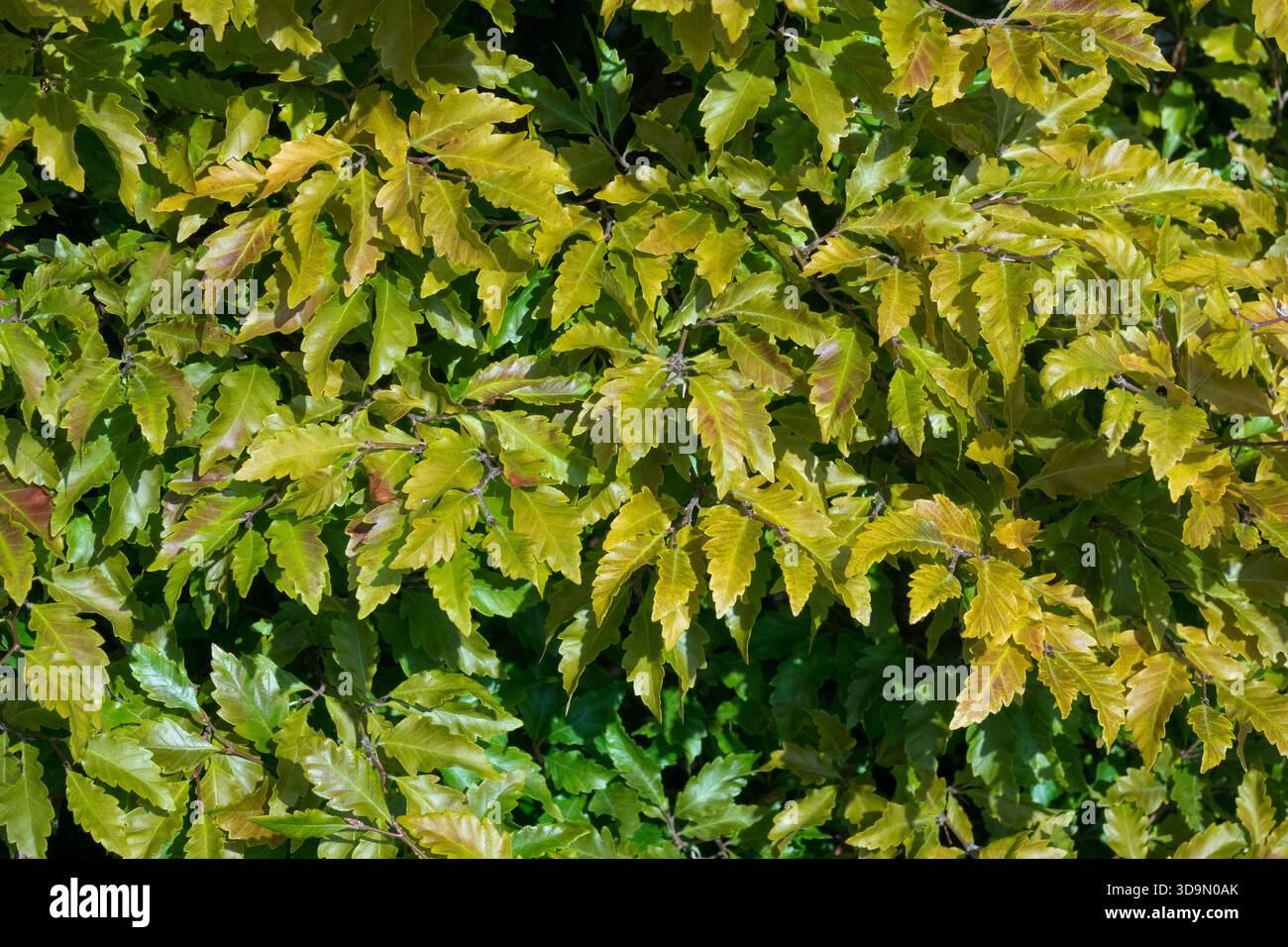 Fagus sylvatica sandrode hi-res stock photography and images - Alamy