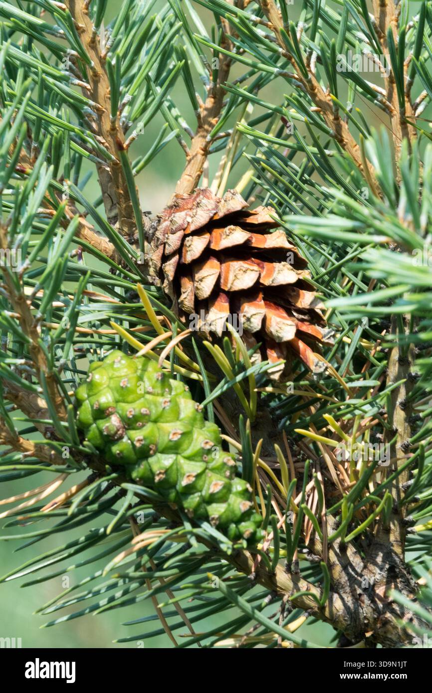 Scotch pine cones pinus hi-res stock photography and images - Alamy