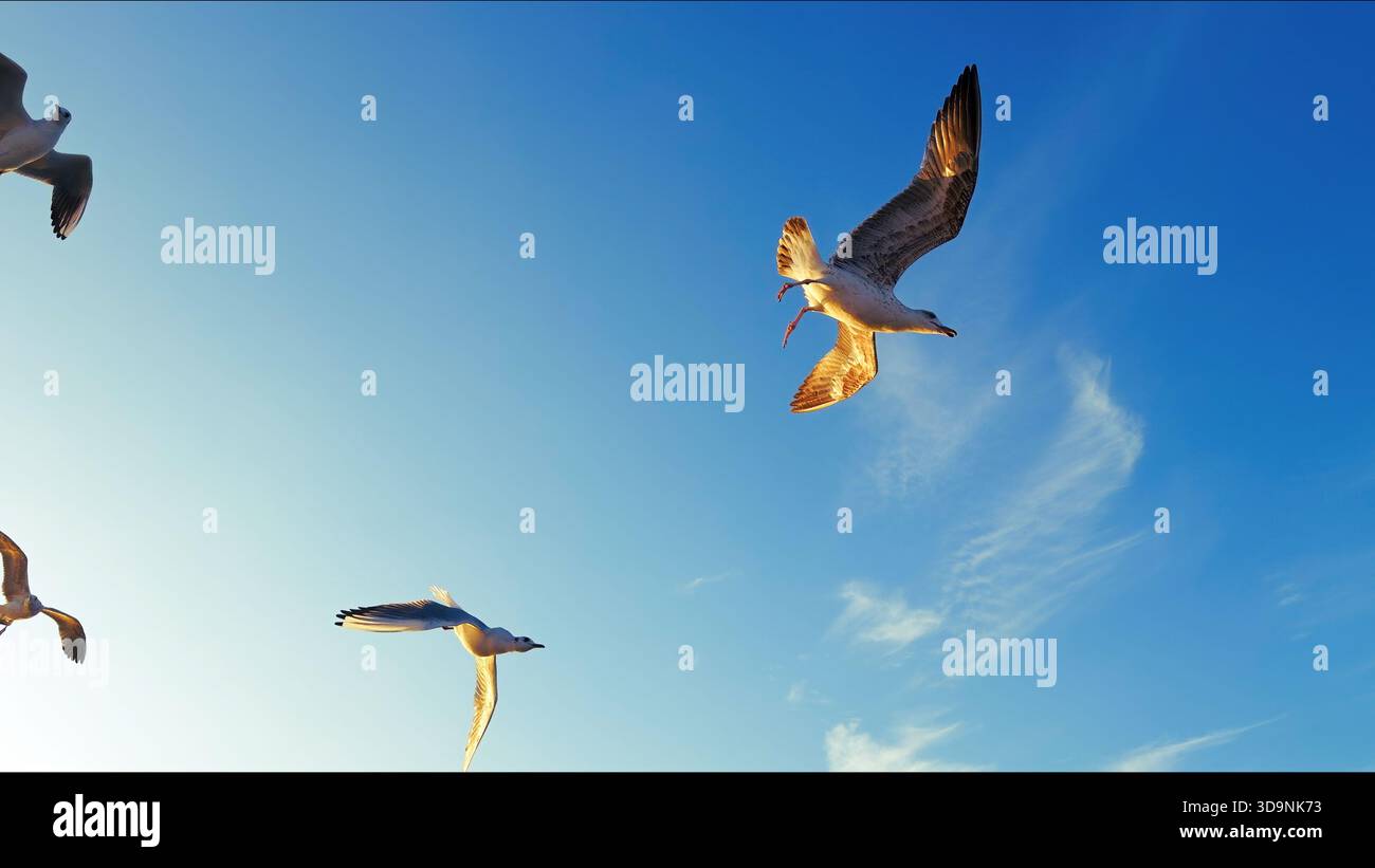 Animal Bird Seagulls Flying in a Sunny Daylight View Stock Photo