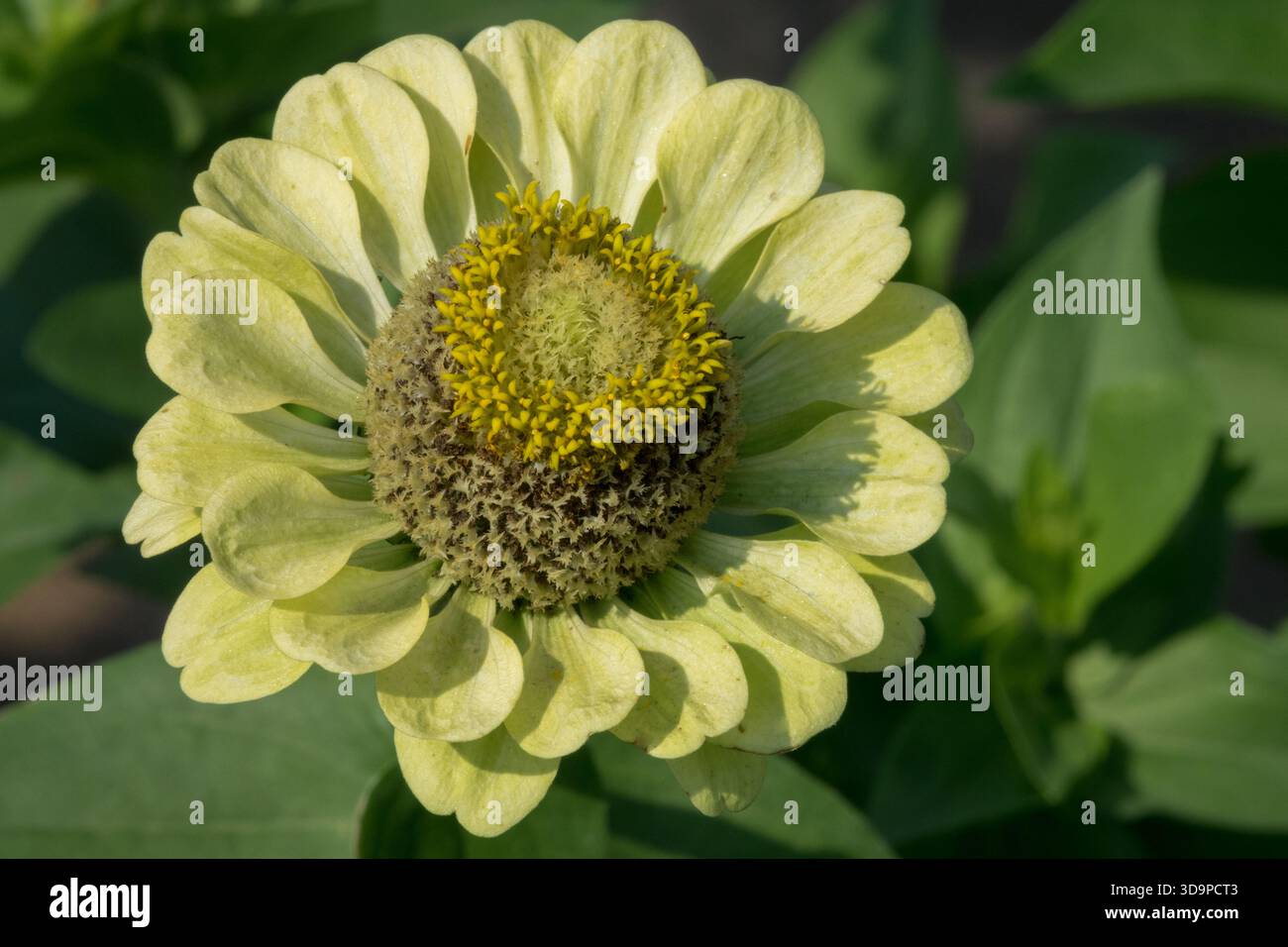 Zinnia elegans envy hi-res stock photography and images - Alamy, image size:1300x956