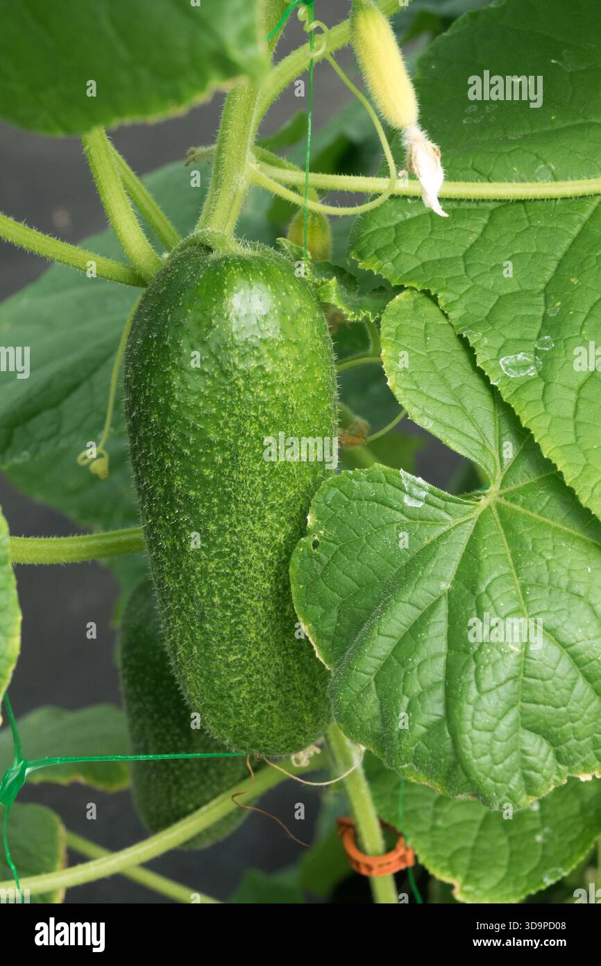 Cucumis sativus cucumber growing hi-res stock photography and images ...
