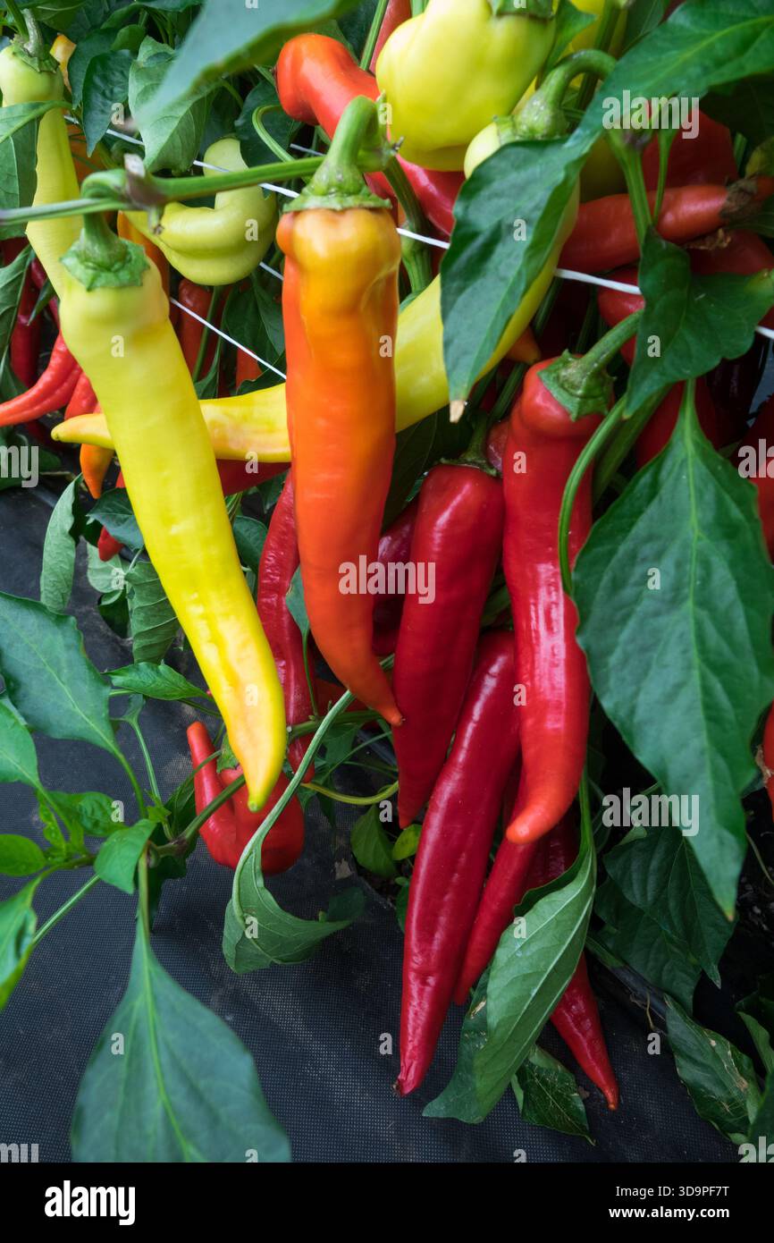 Different colour of Sweet peppers Stock Photo