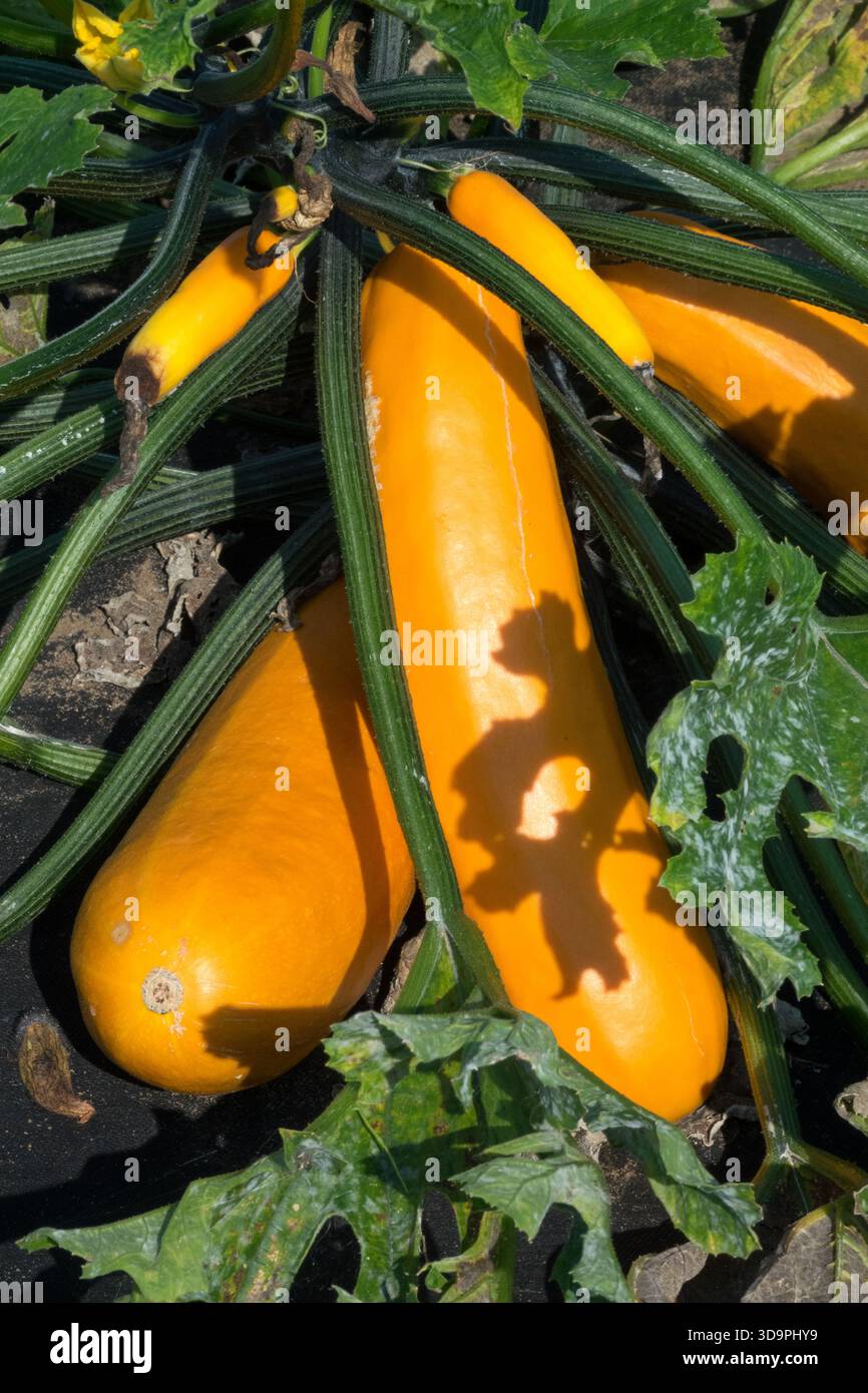 Courgettes uk hi-res stock photography and images - Alamy