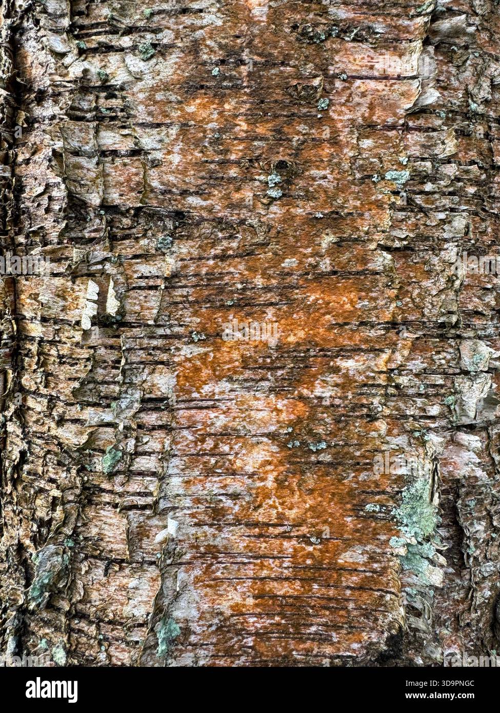 Close-up of textured tree bark with warm orange tones and natural organic pattern - Smartphone Captured Stock Image
