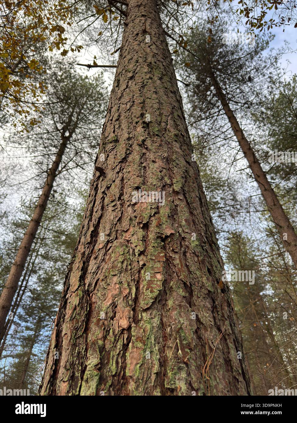 Tall pine tree viewed from below with upward perspective and forest canopy Stock Photo