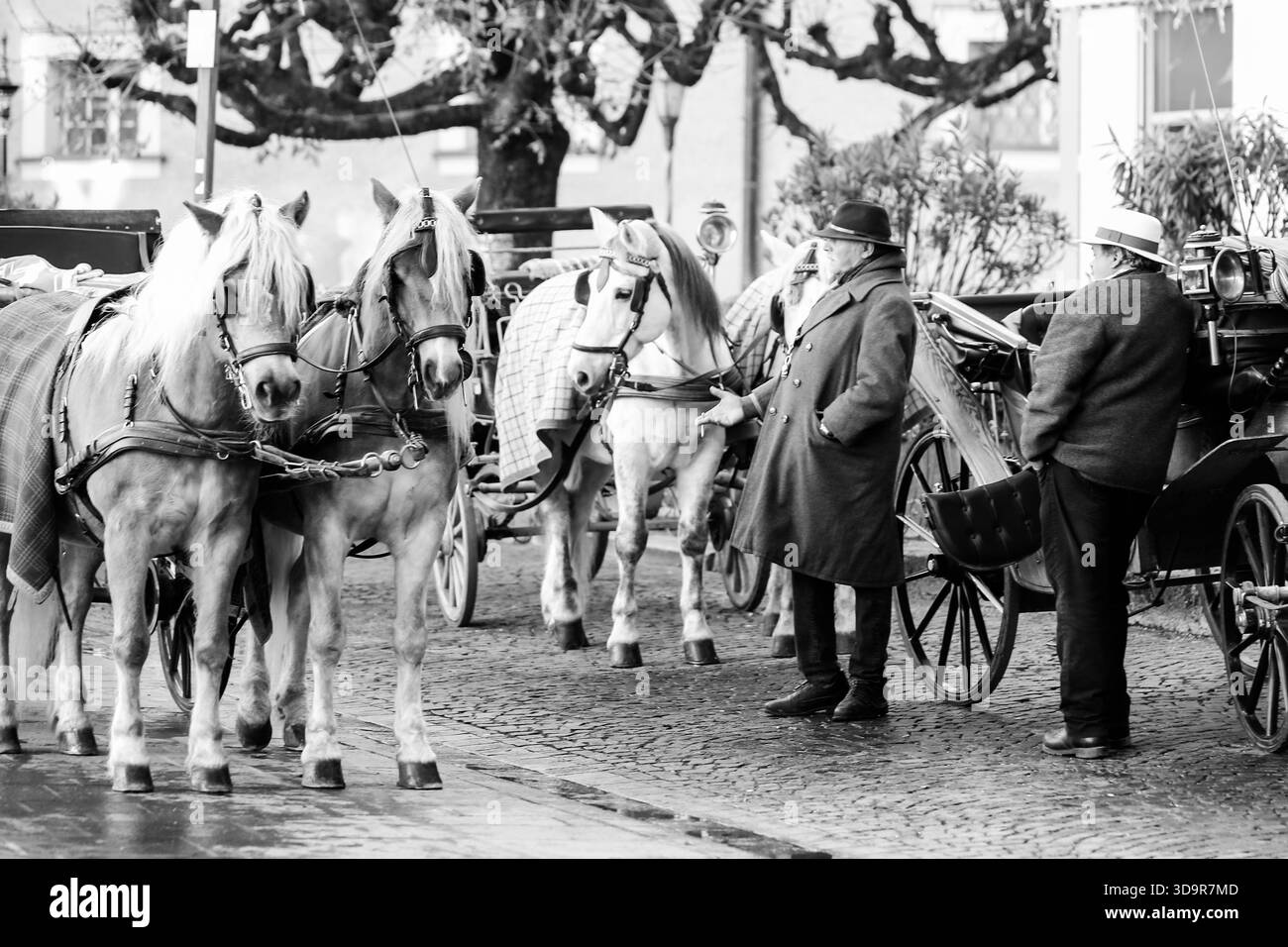 Horse drawn carriage driver Black and White Stock Photos & Images  display picture 1