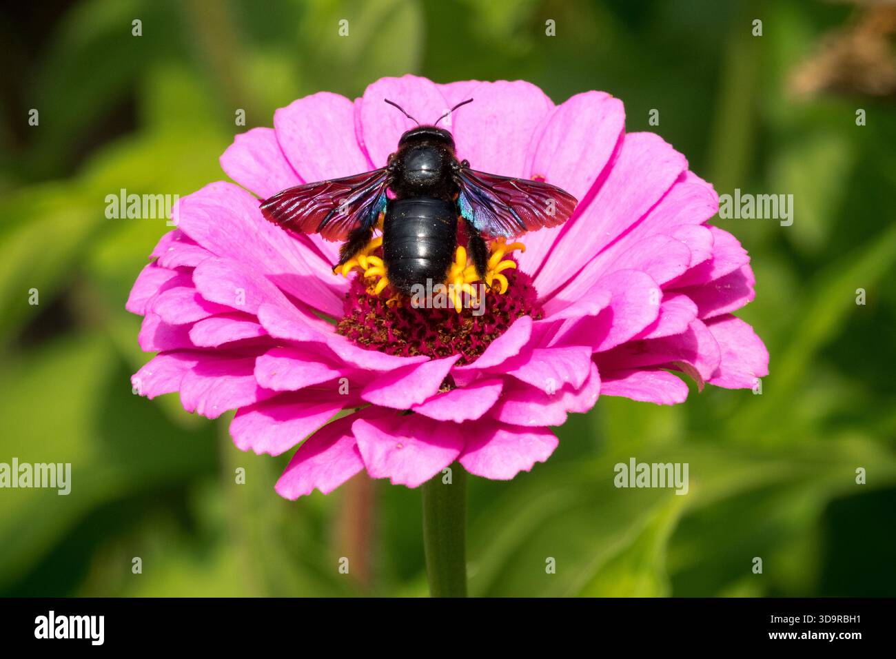 Carpenter Bee Flying over Zinnia flower Stock Photo