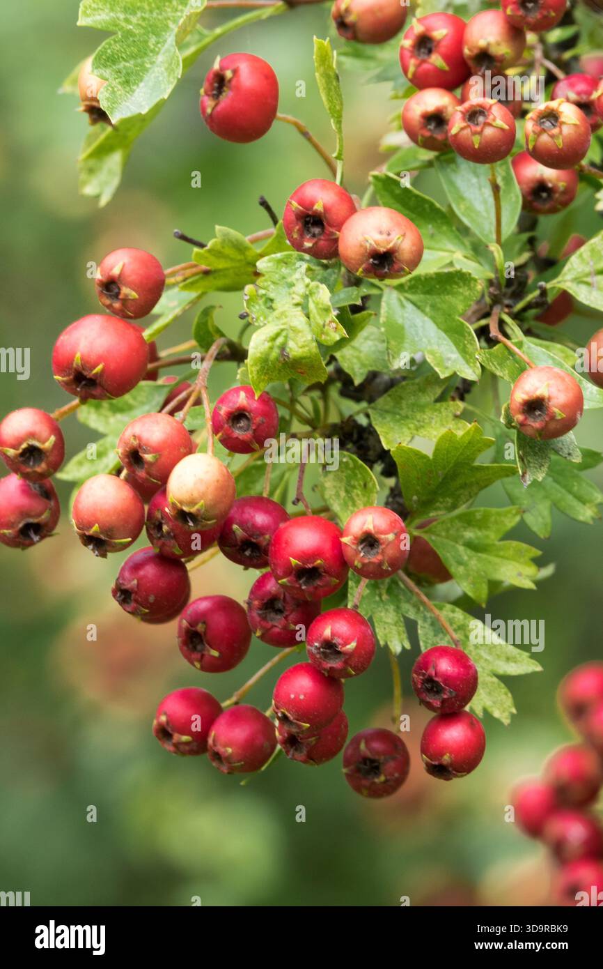 Crataegus monogyna, Hawthorn Berries Stock Photo
