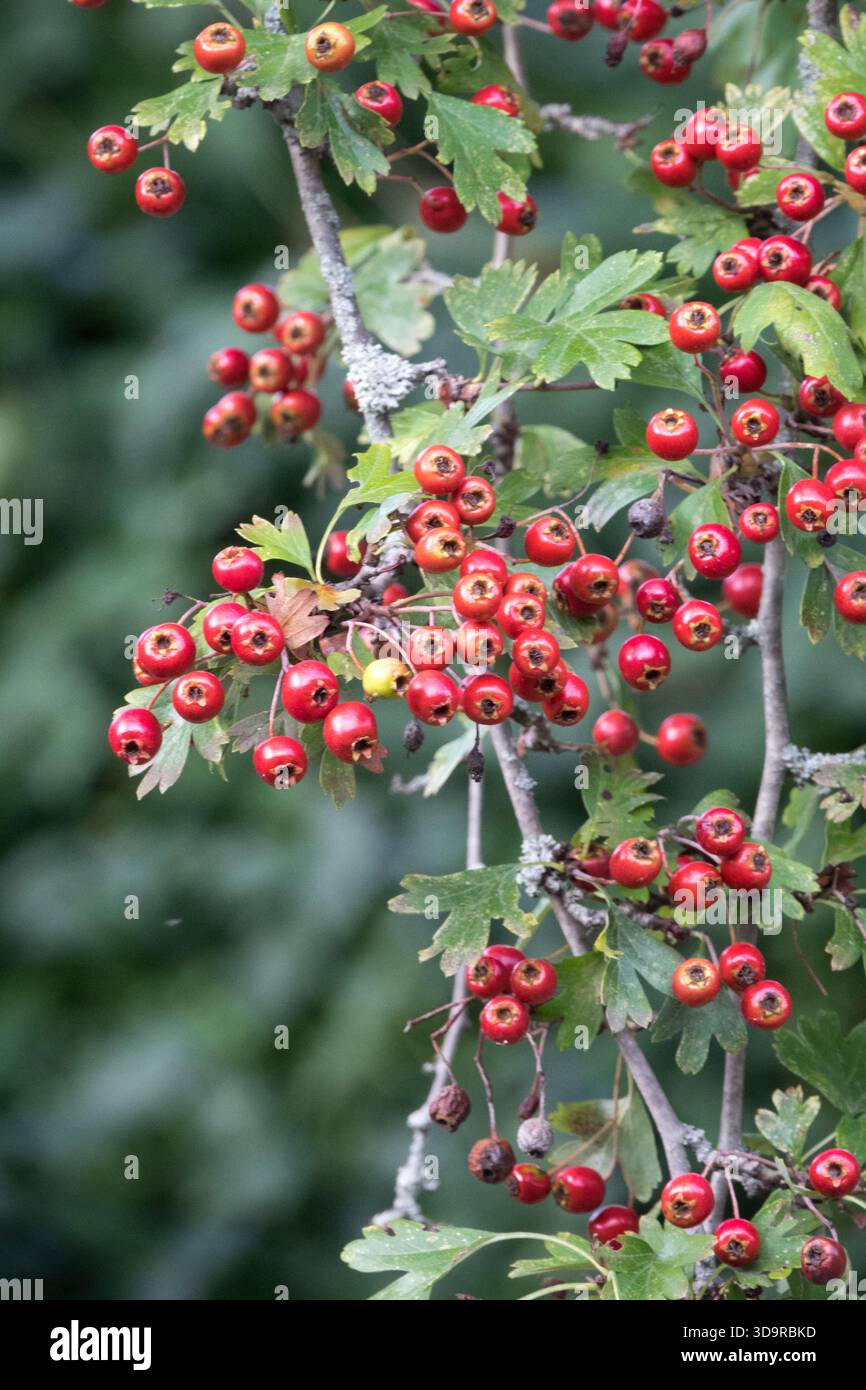 Hawthorn Berries Stock Photo