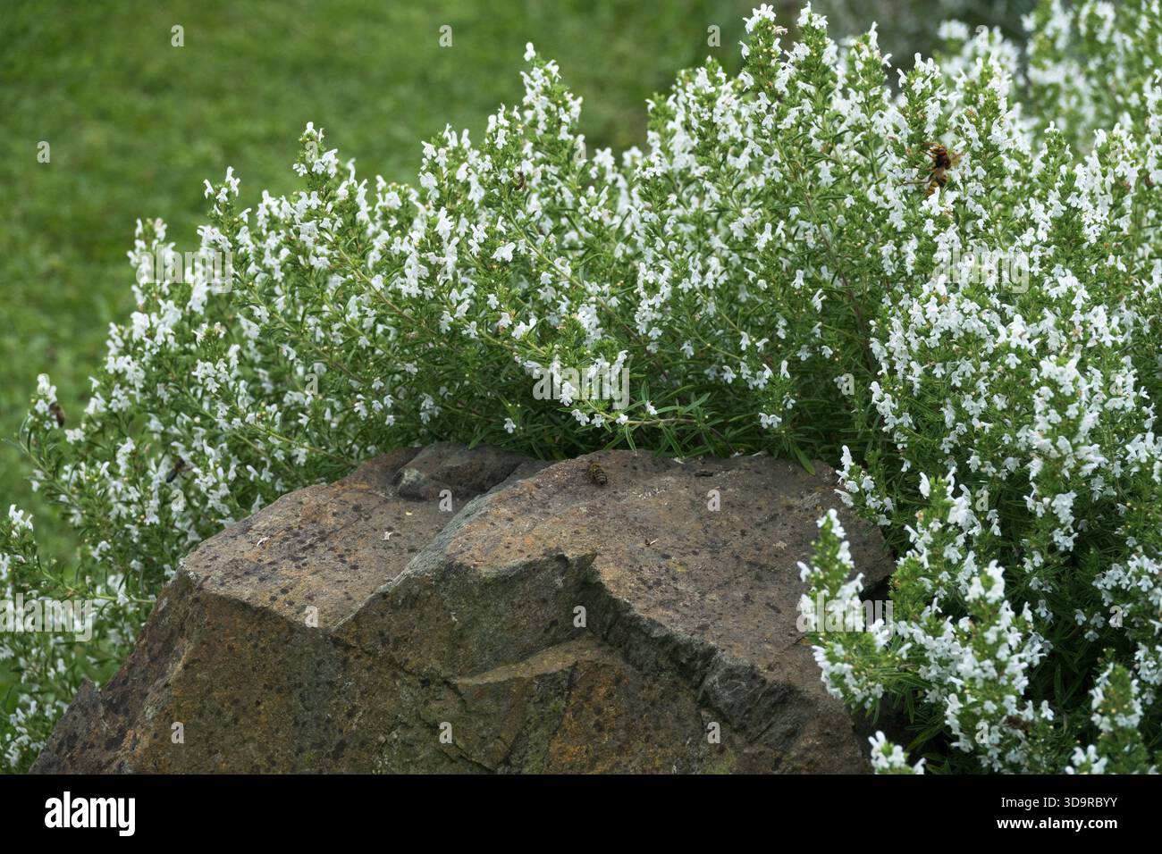 Creeping Winter Savory, Satureja montana Stock Photo