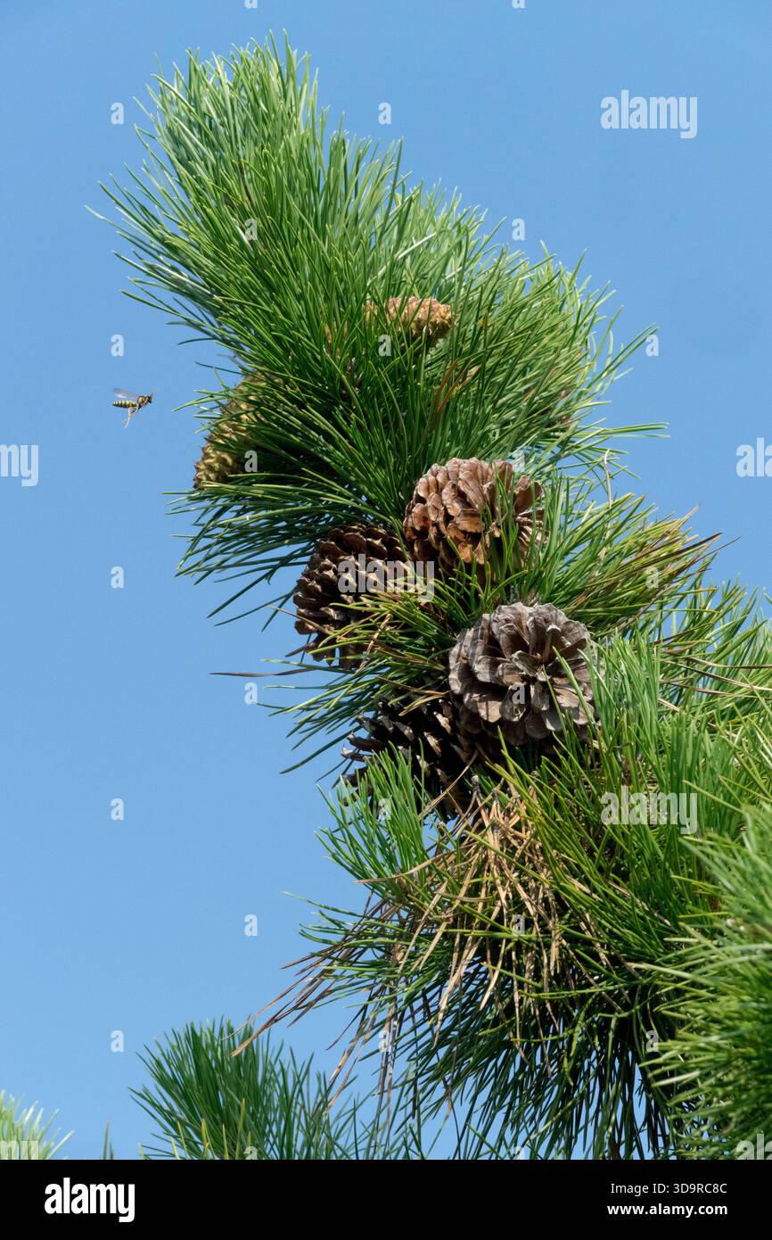 Pitch pine pinus rigida cones hi-res stock photography and images - Alamy