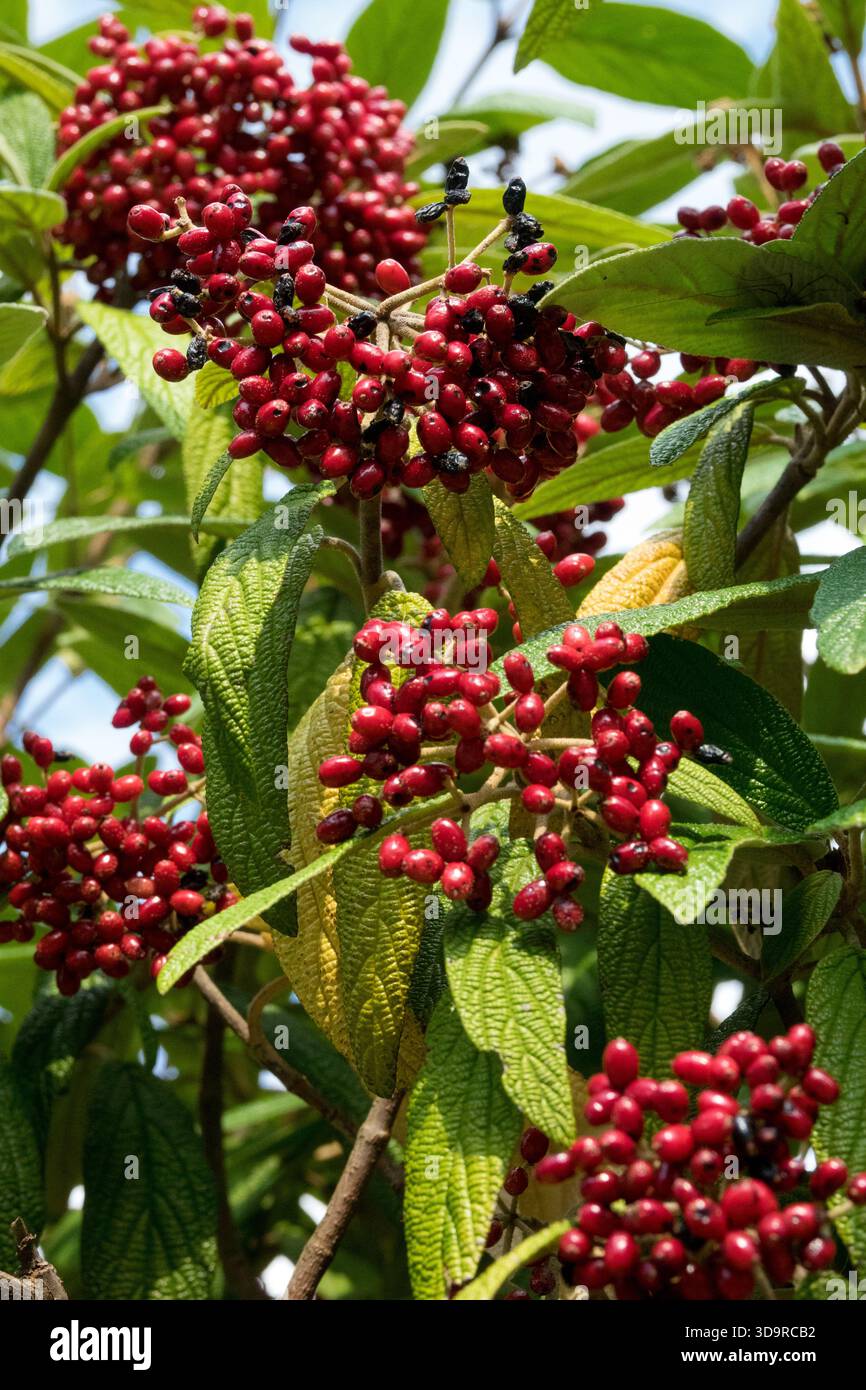 Leatherleaf Viburnum berries Viburnum rhytidophyllum Stock Photo