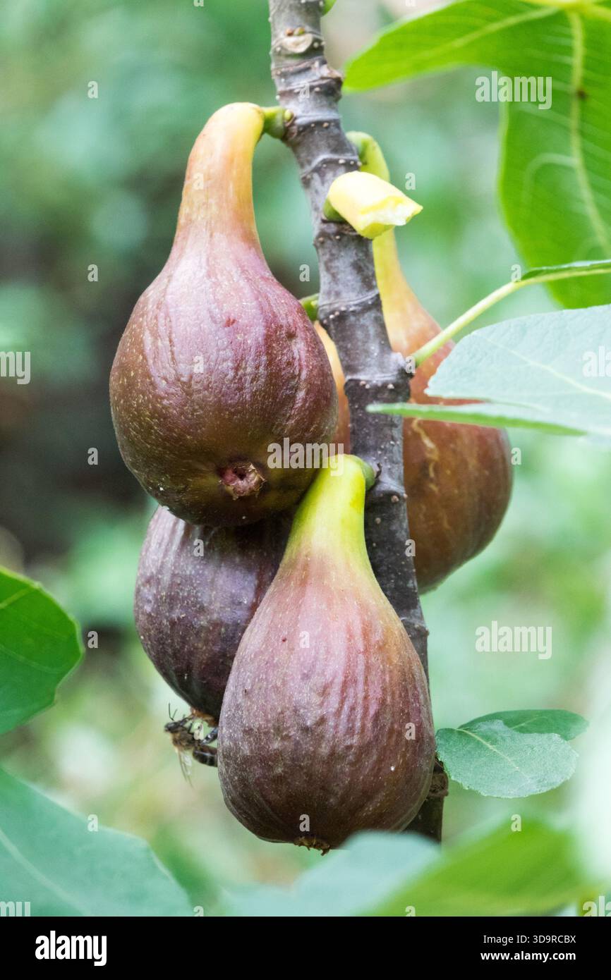 Ripe figs on plant hi-res stock photography and images - Alamy