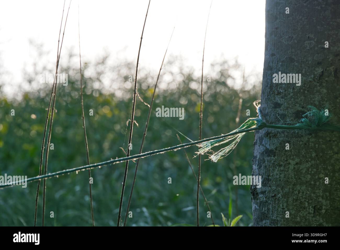 Stems Rope Tree trunk wrapped with a small plastic rope tied in a knot dry grass ...