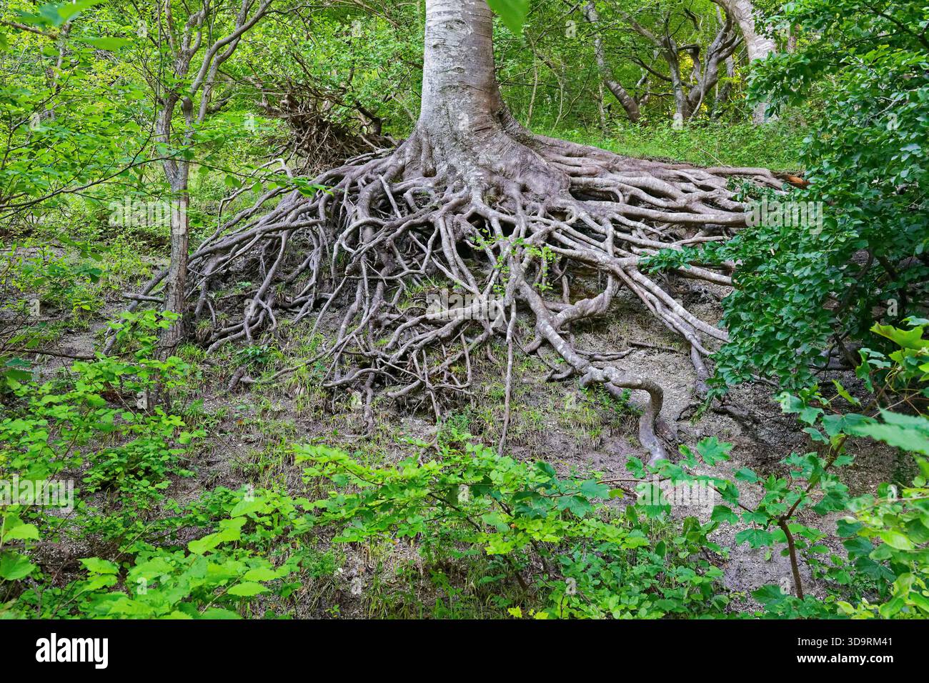 An ancient tree stands in the forest with its roots exposed above ...