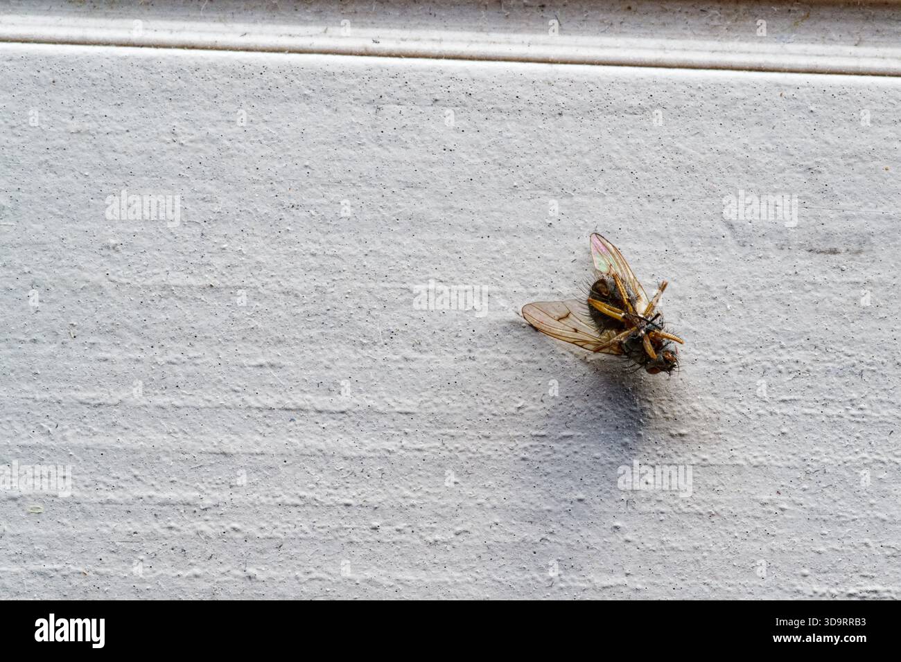 Fly Shell On the bright sill a small fly lies reversed and still, spidery legs ...