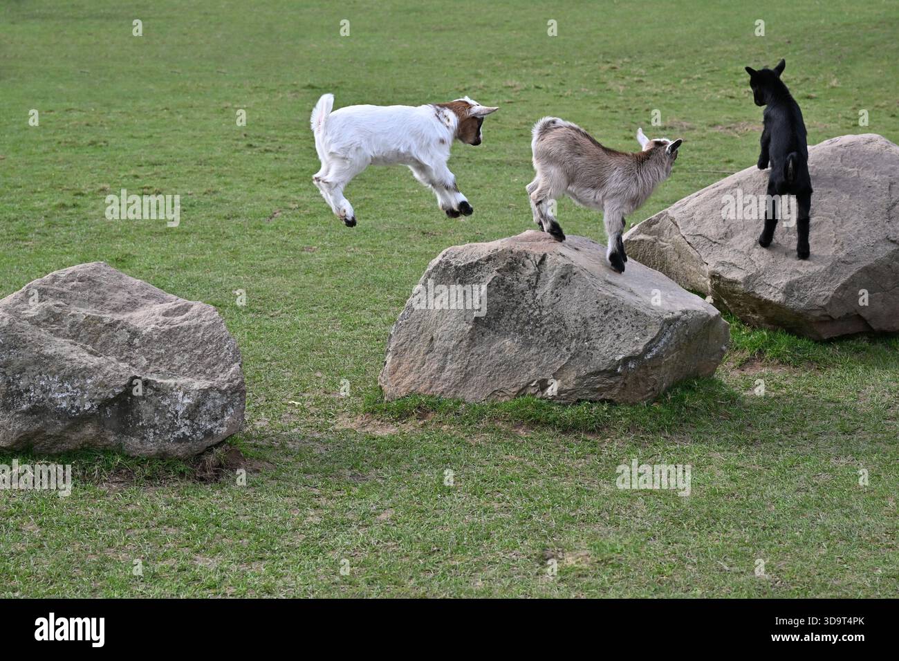 Three goats playing on large rocks in a grassy field. One goat is leaping off a rock while the others stand on the rocks, showcasing their playful nat Stock Photo